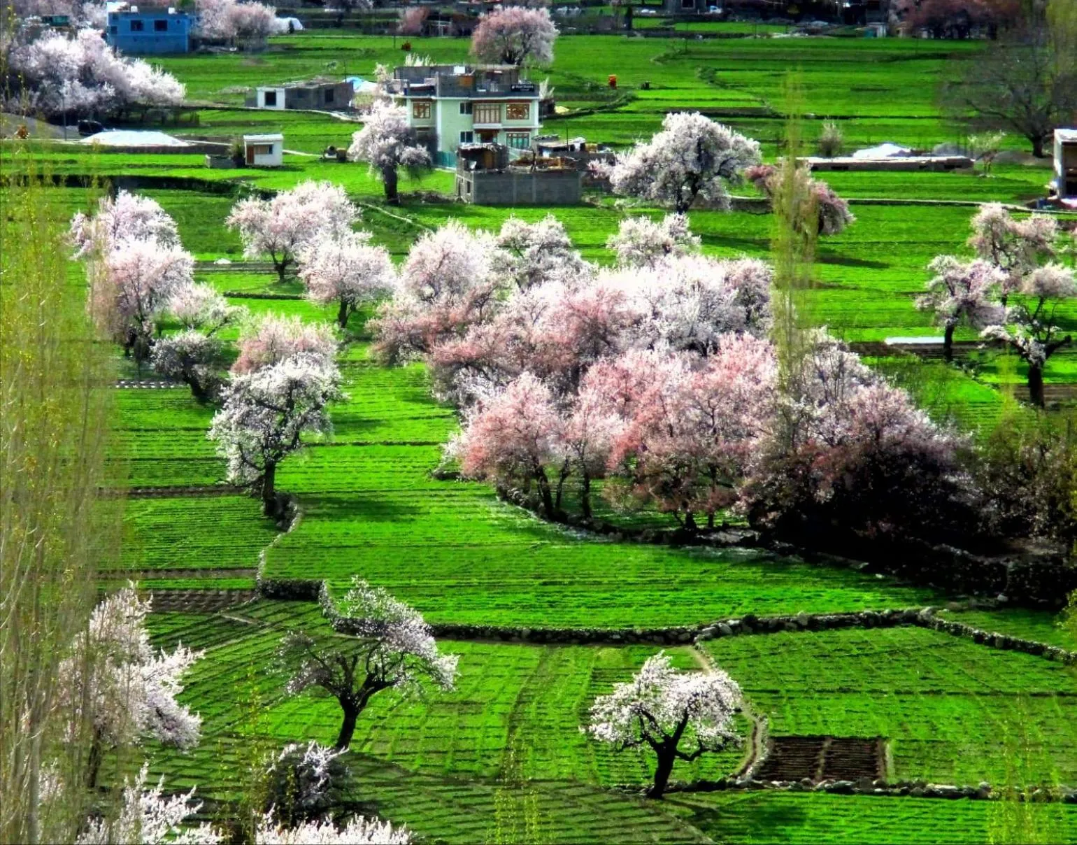 Spring in Hotel The Stone Palace-Turtuk
