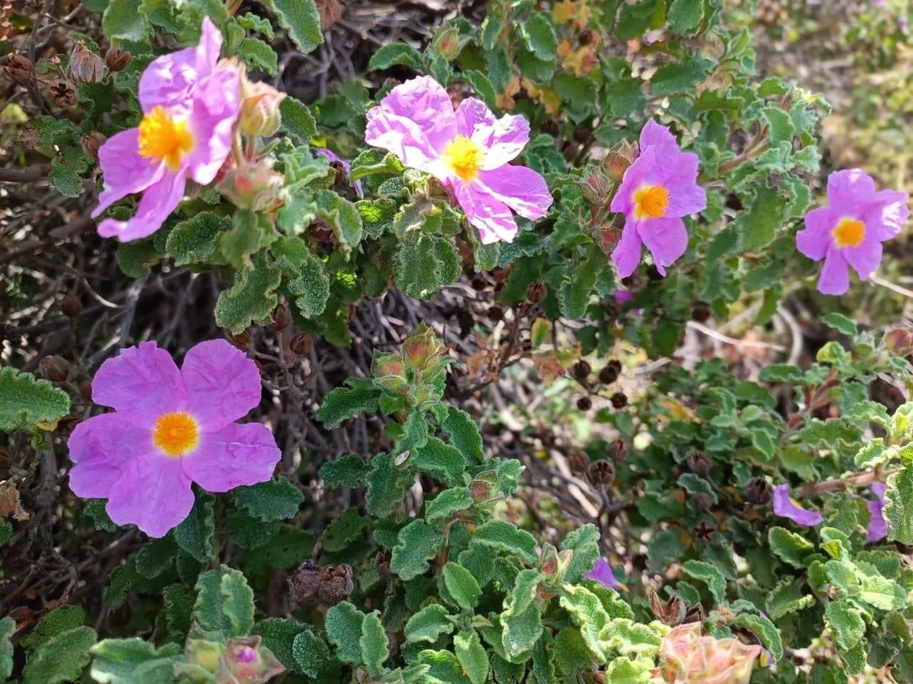 Activities in Nymphes Luxury Apartments