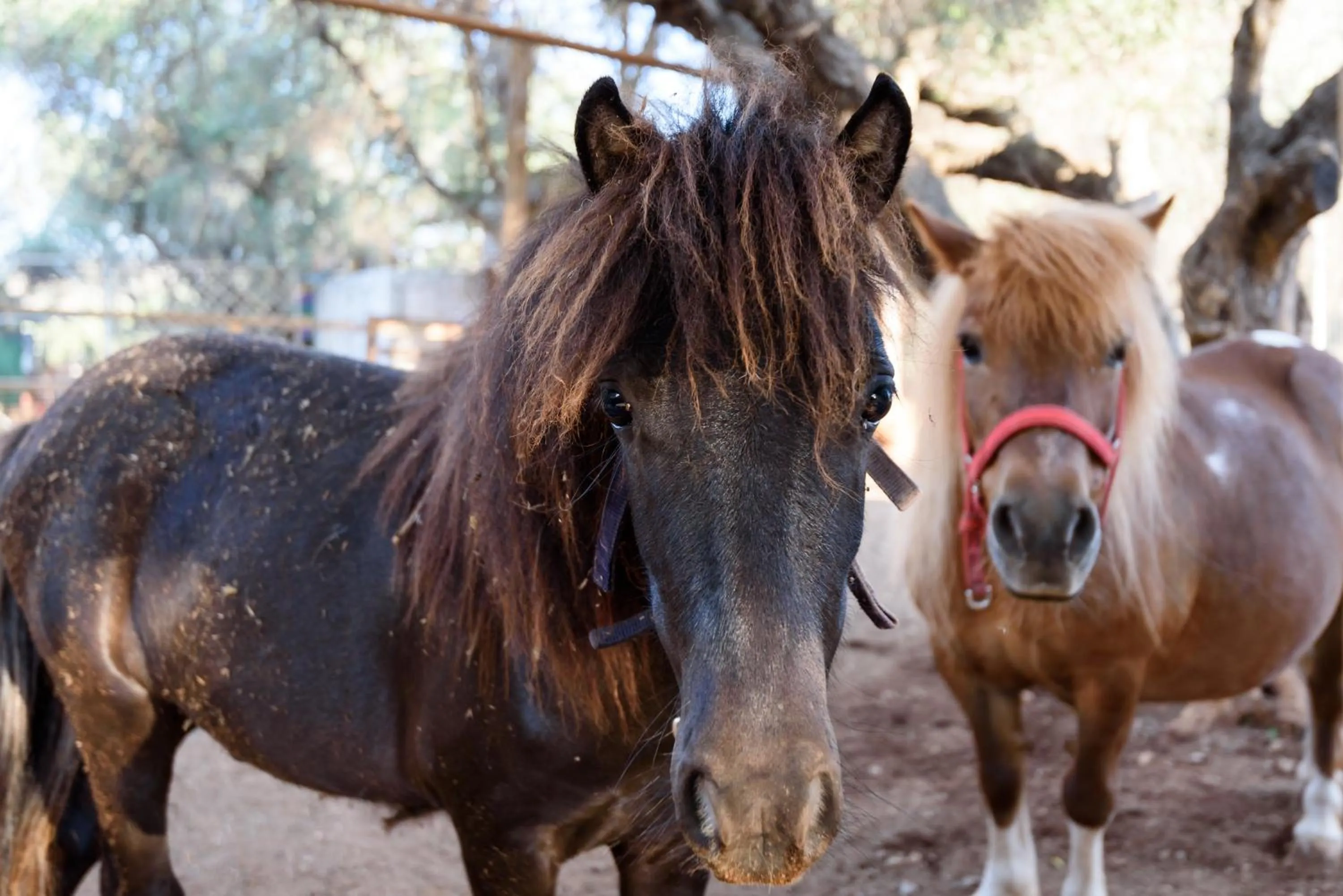 Paradisio Baby & Kinder Apartments