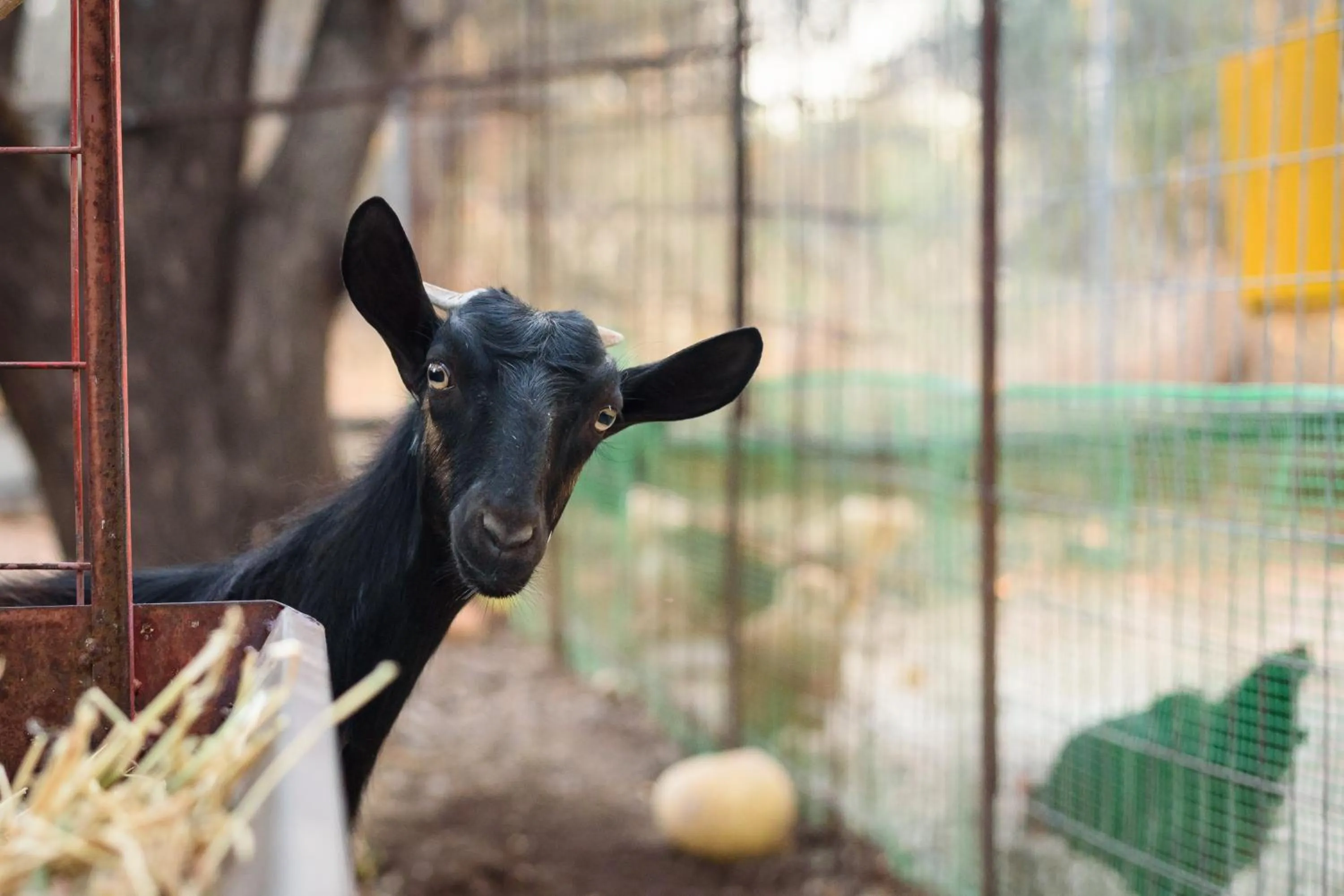 Paradisio Baby & Kinder Apartments