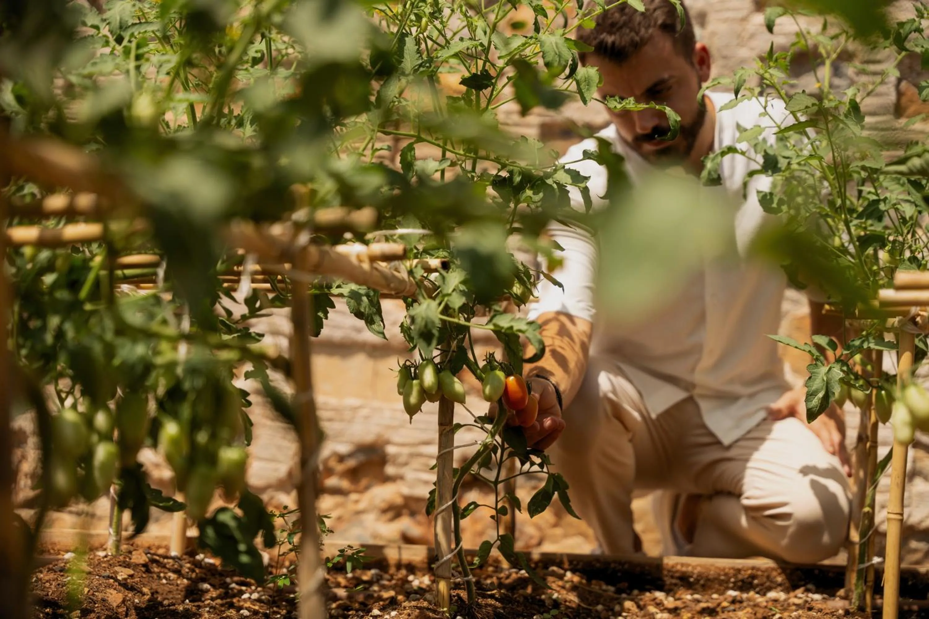 Garden in Minos Palace Resort - Adults Only