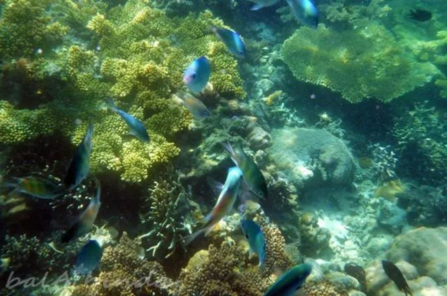 Snorkeling in Balaibinda Lodge