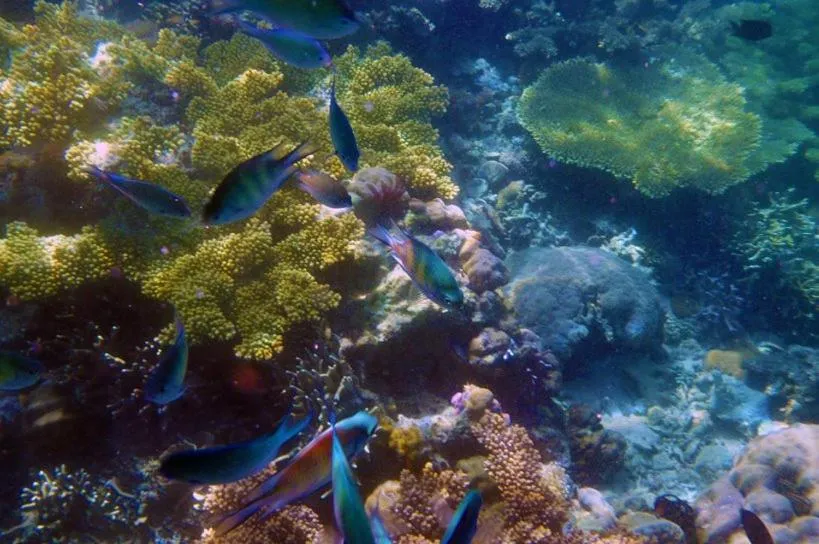 Snorkeling in Balaibinda Lodge
