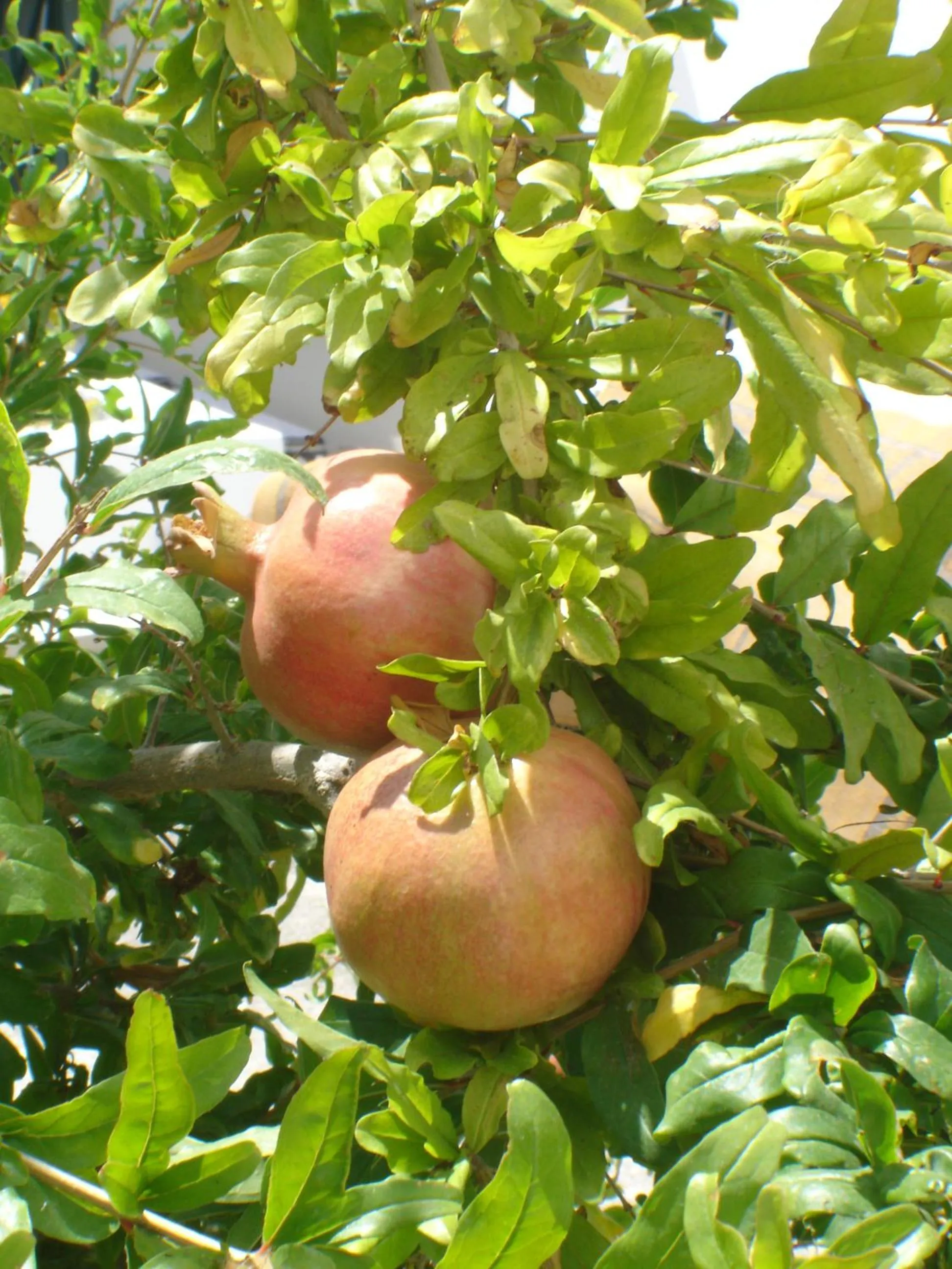 Garden in Andromeda Hotel Apartments