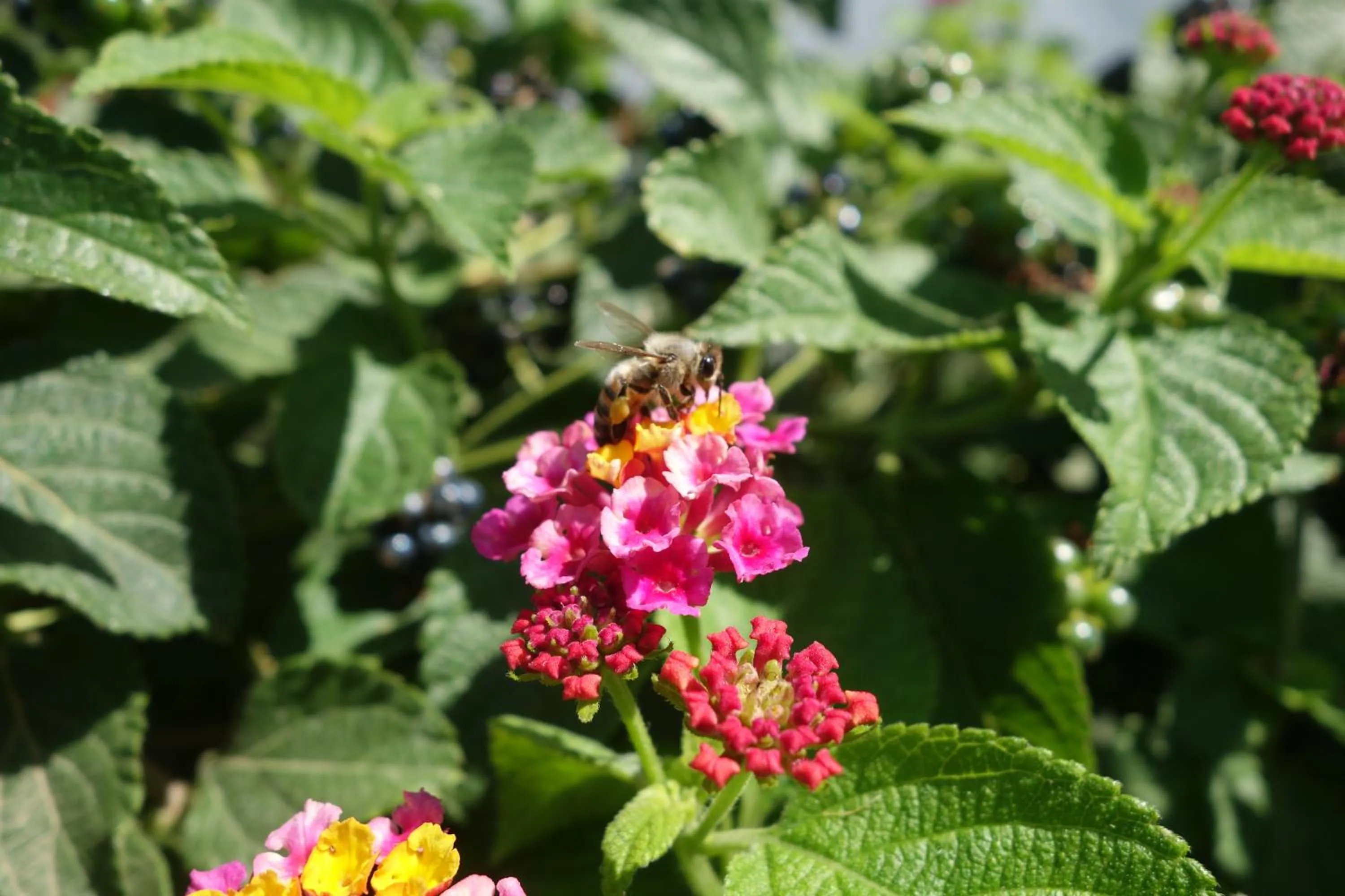 Garden in Andromeda Hotel Apartments