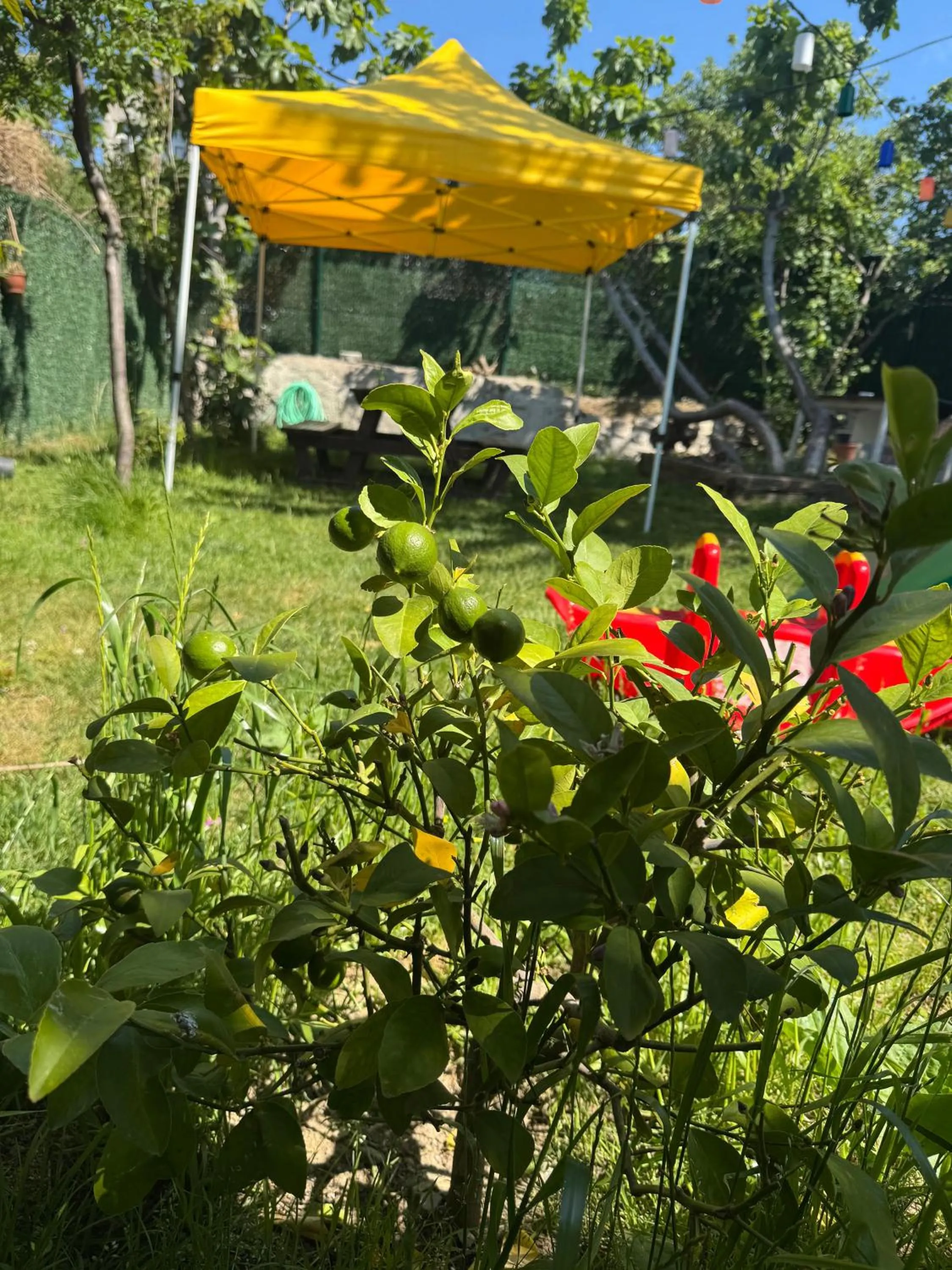 Garden view in Mar Boutique Apartment