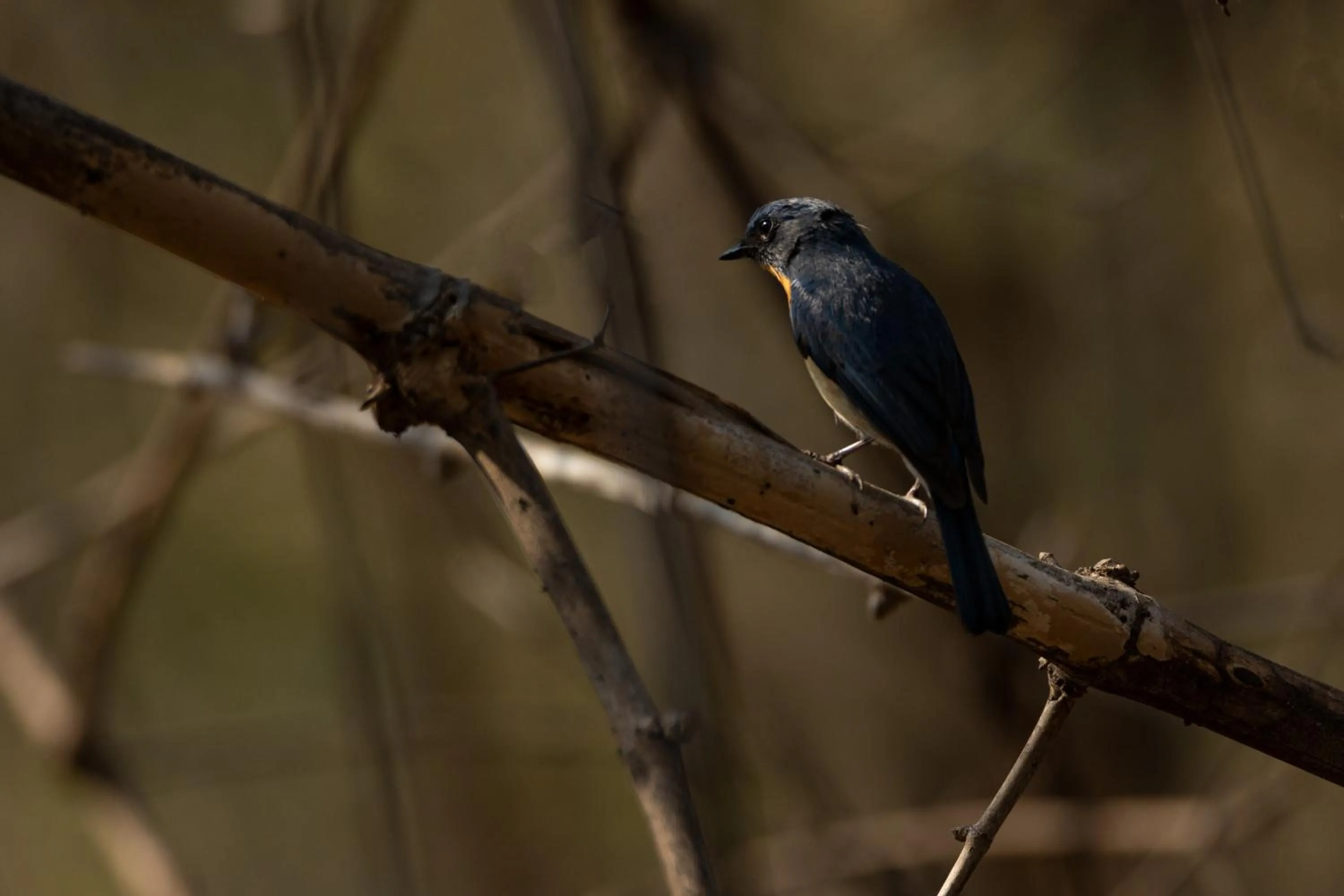 Activities in Avadale Tadoba - Stag Groups Not Allowed