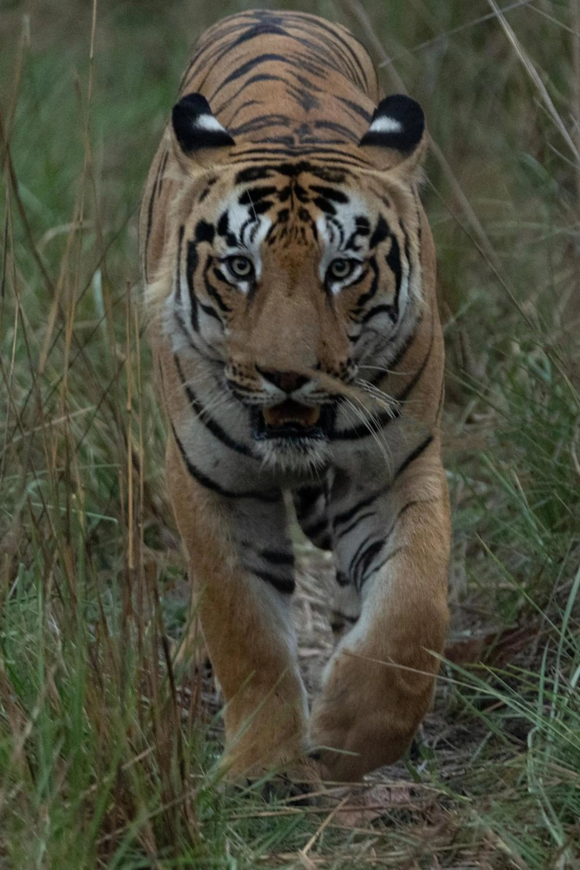 Activities in Avadale Tadoba - Stag Groups Not Allowed
