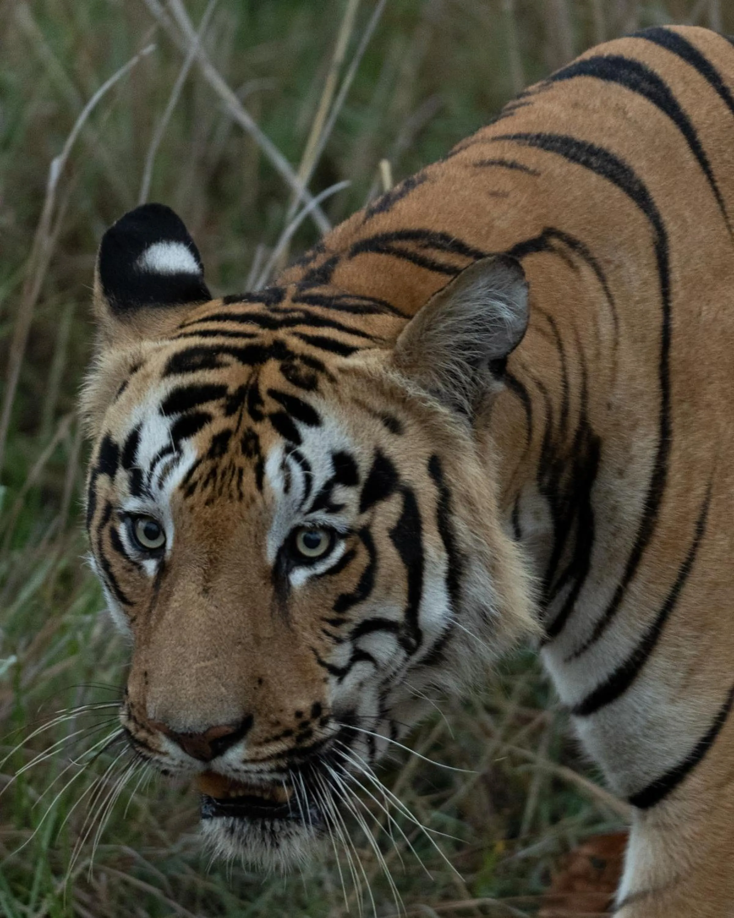 Activities in Avadale Tadoba - Stag Groups Not Allowed