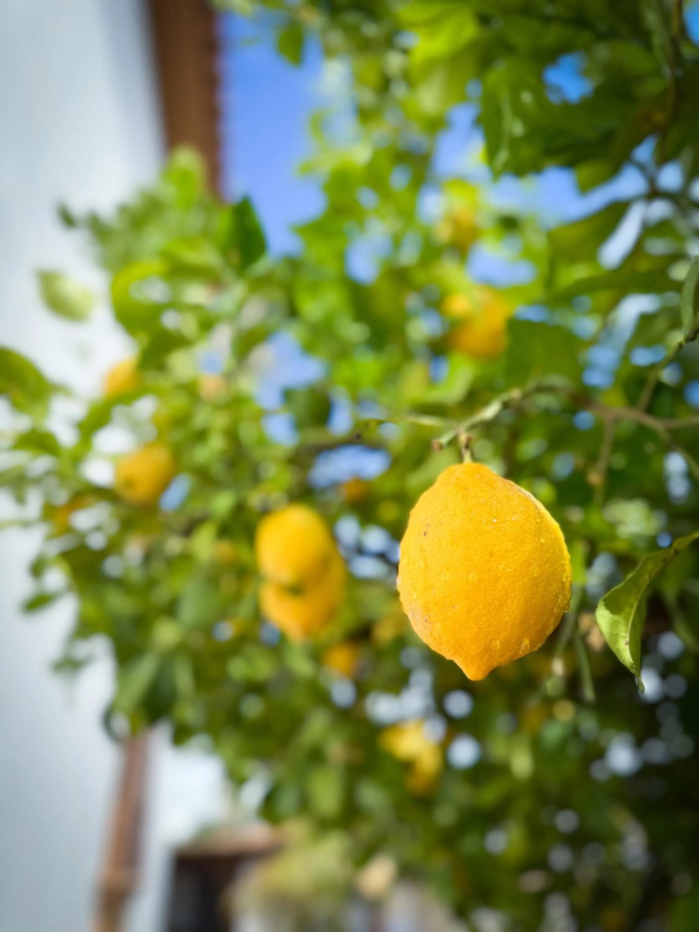 Garden in Casa Limon, boutique Bed and Breakfast, Andalucia