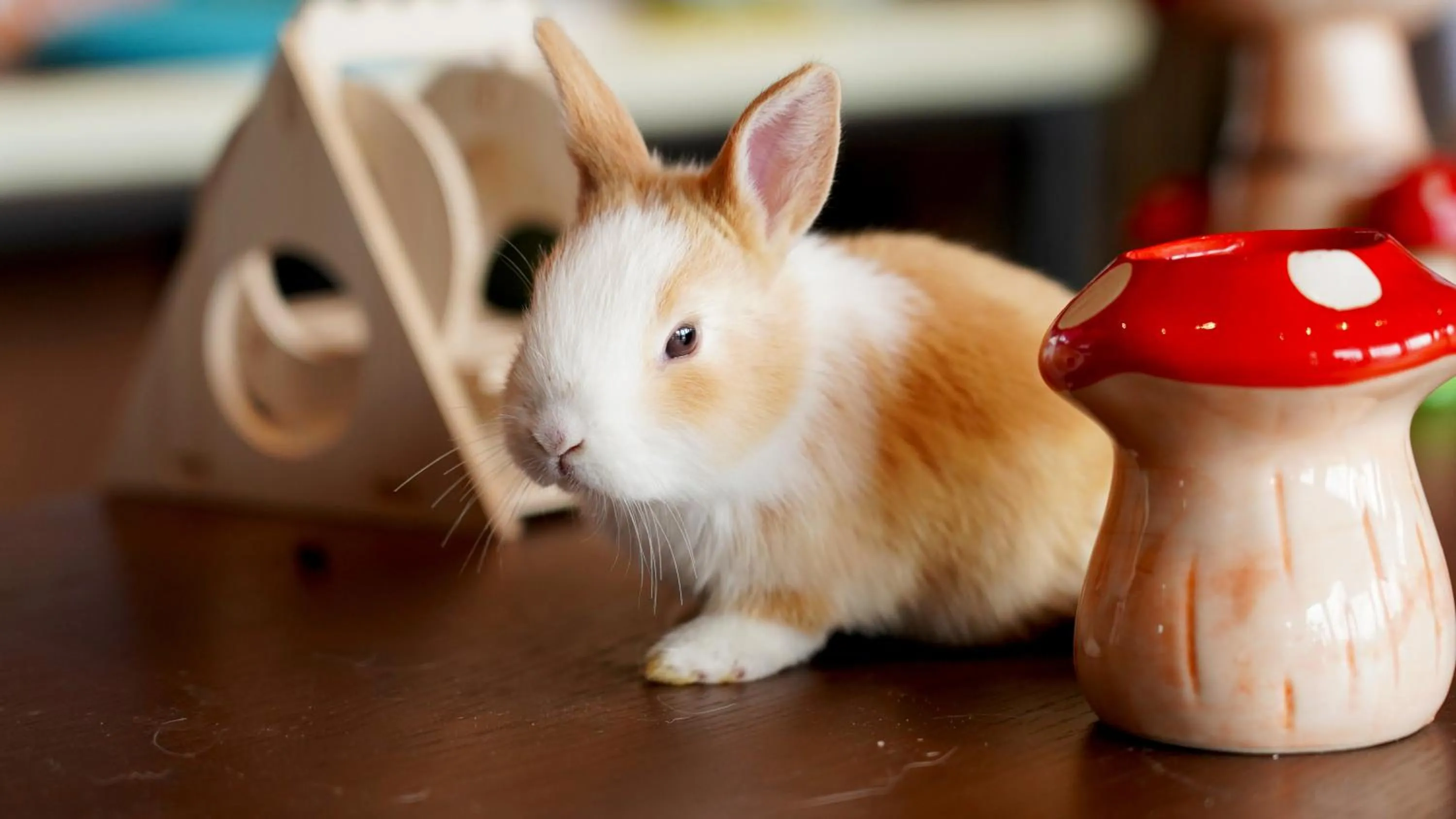 Pets in Angsana Chengdu Wenjiang