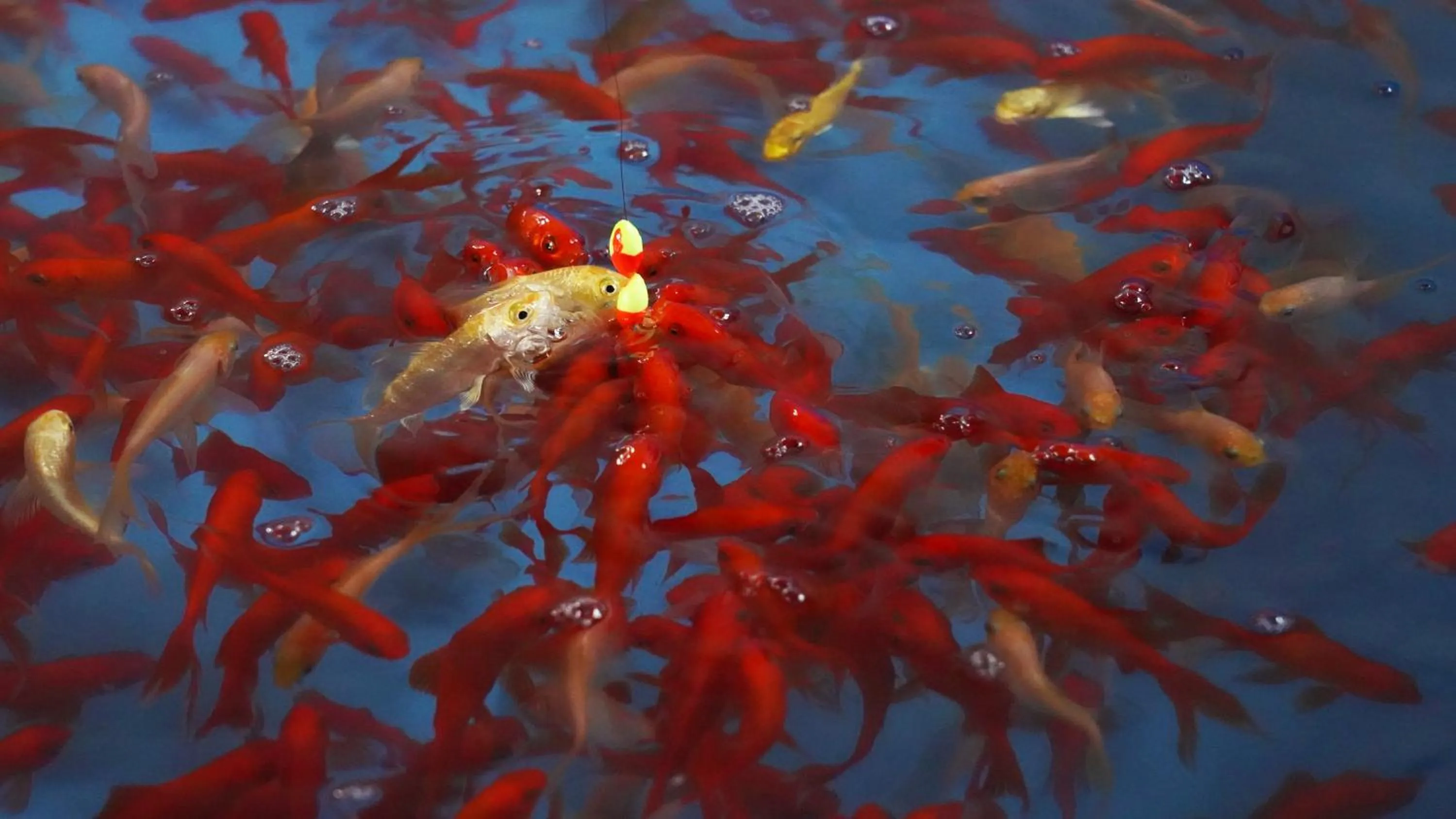 Animals in Angsana Chengdu Wenjiang