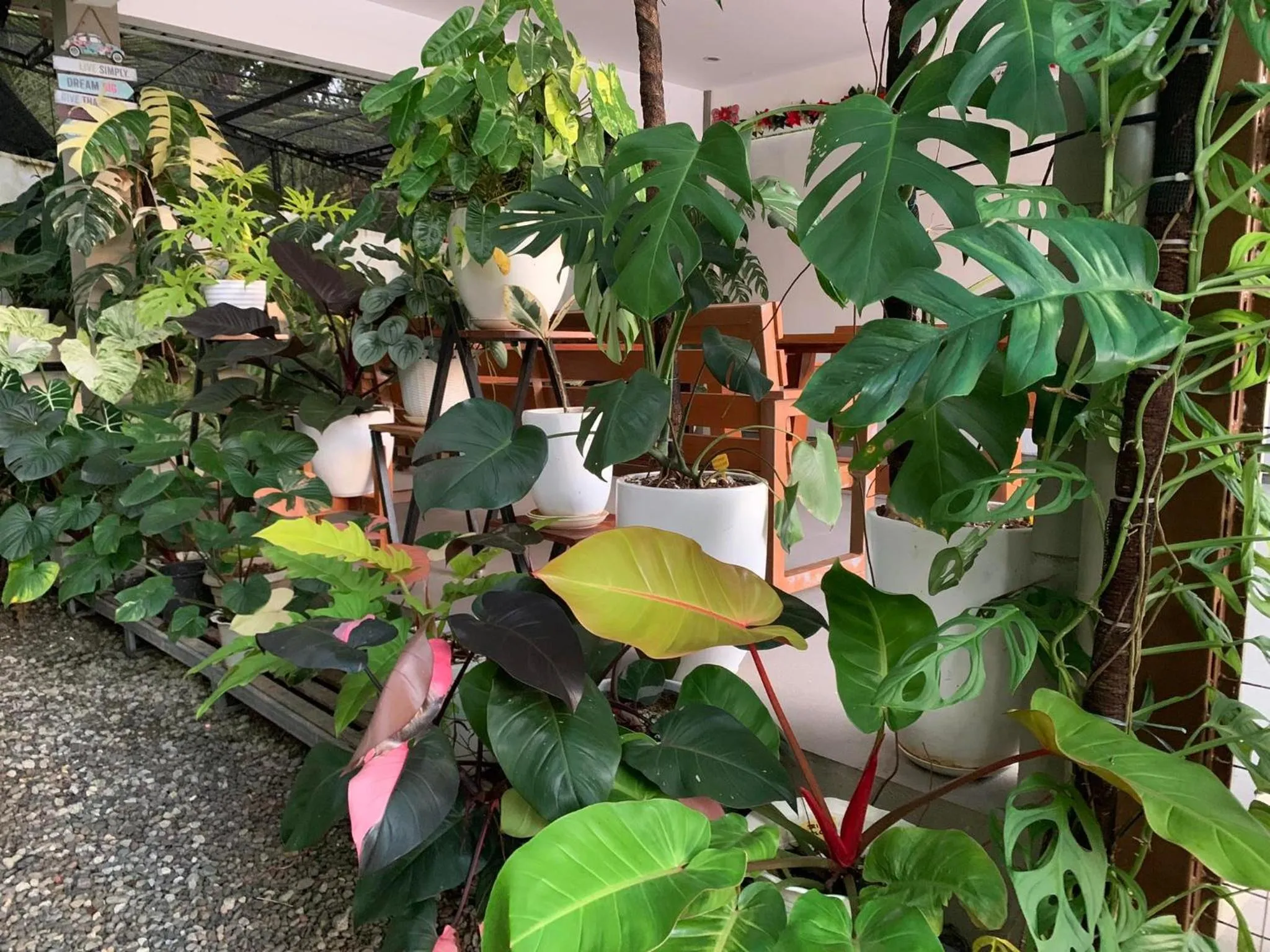 Garden in Sunshine Stay Panglao