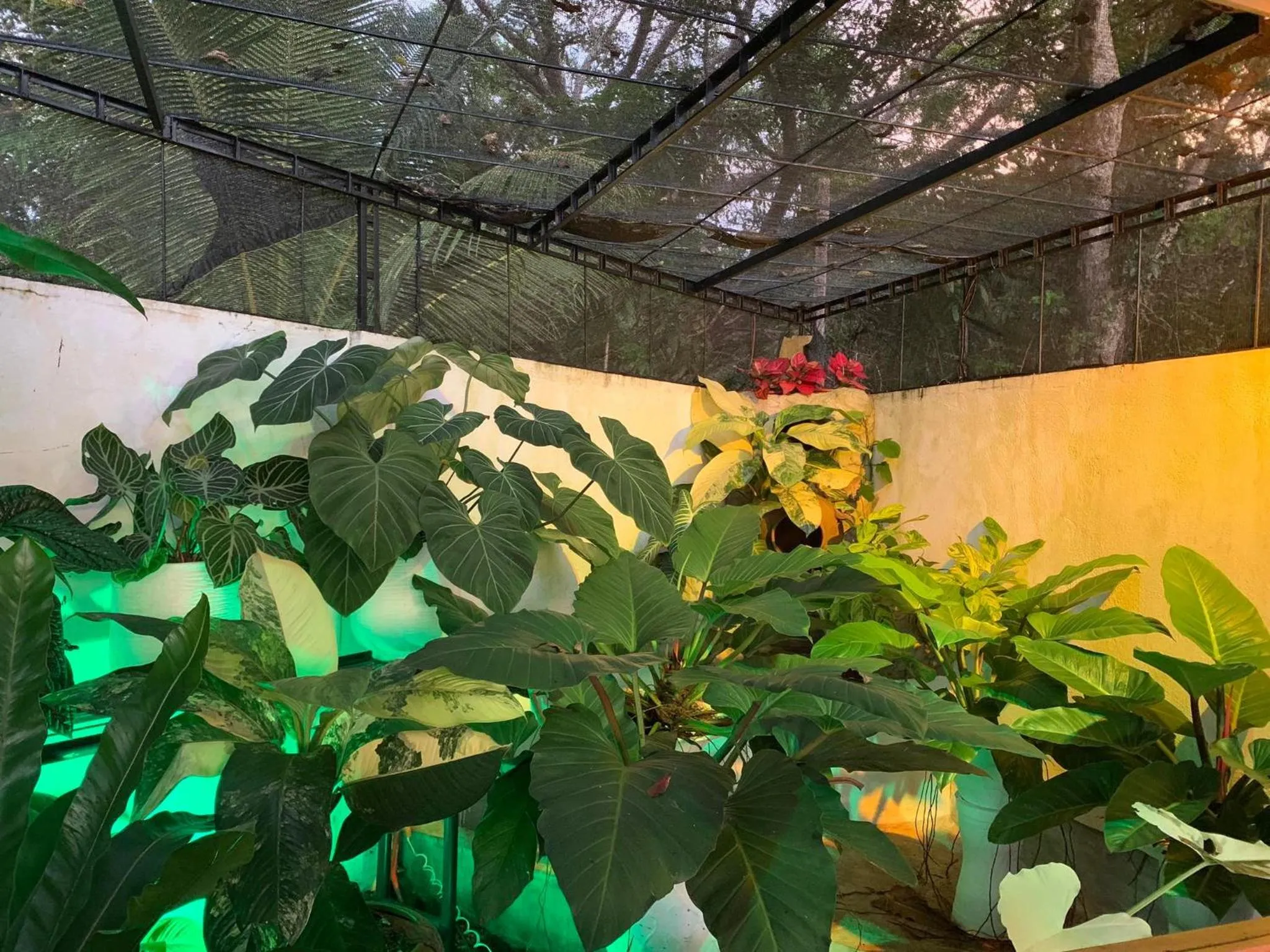 Garden in Sunshine Stay Panglao