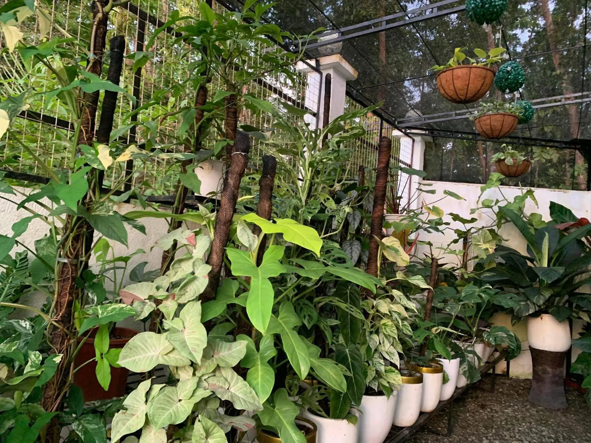 Garden in Sunshine Stay Panglao