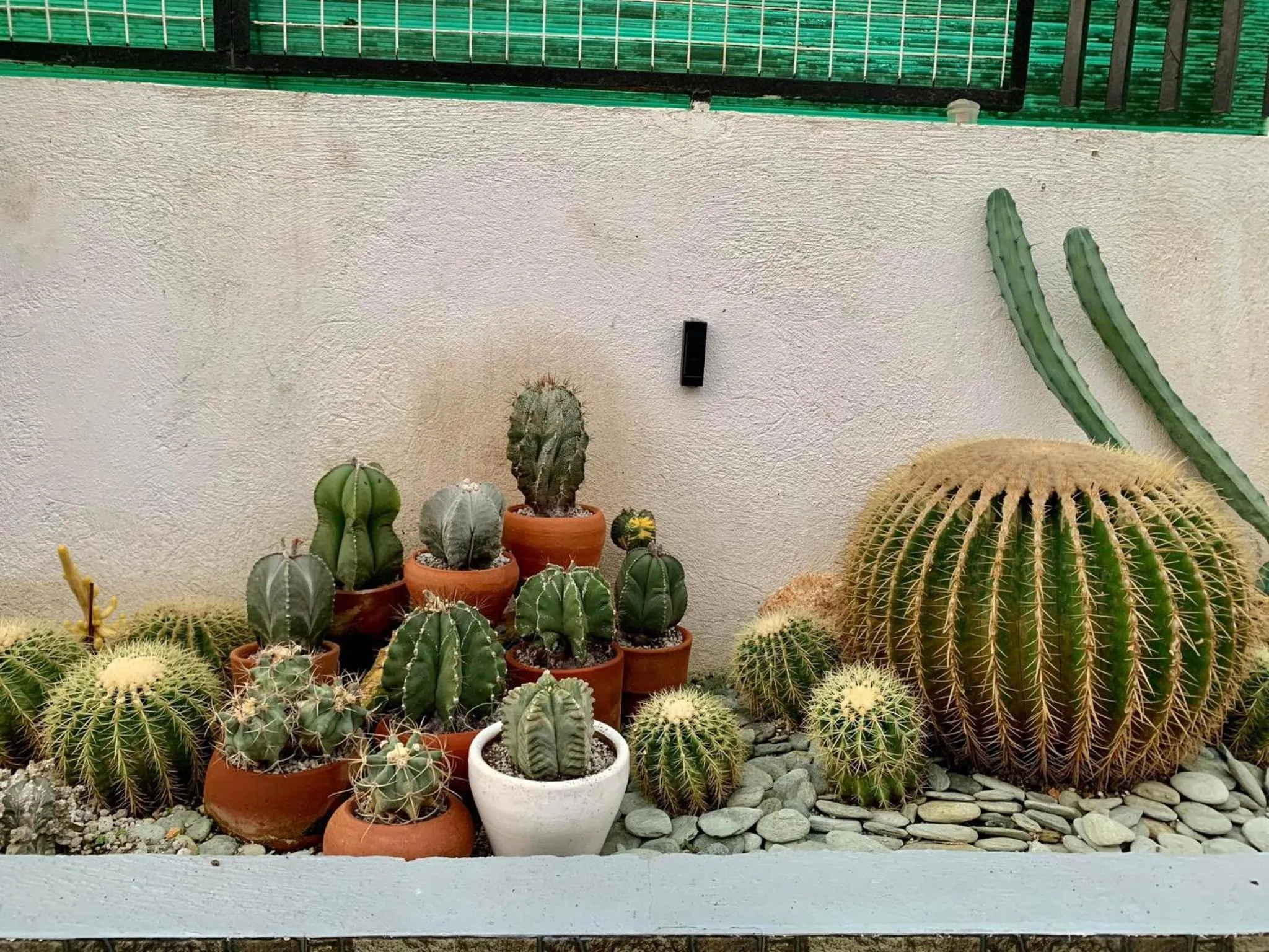 Garden in Sunshine Stay Panglao