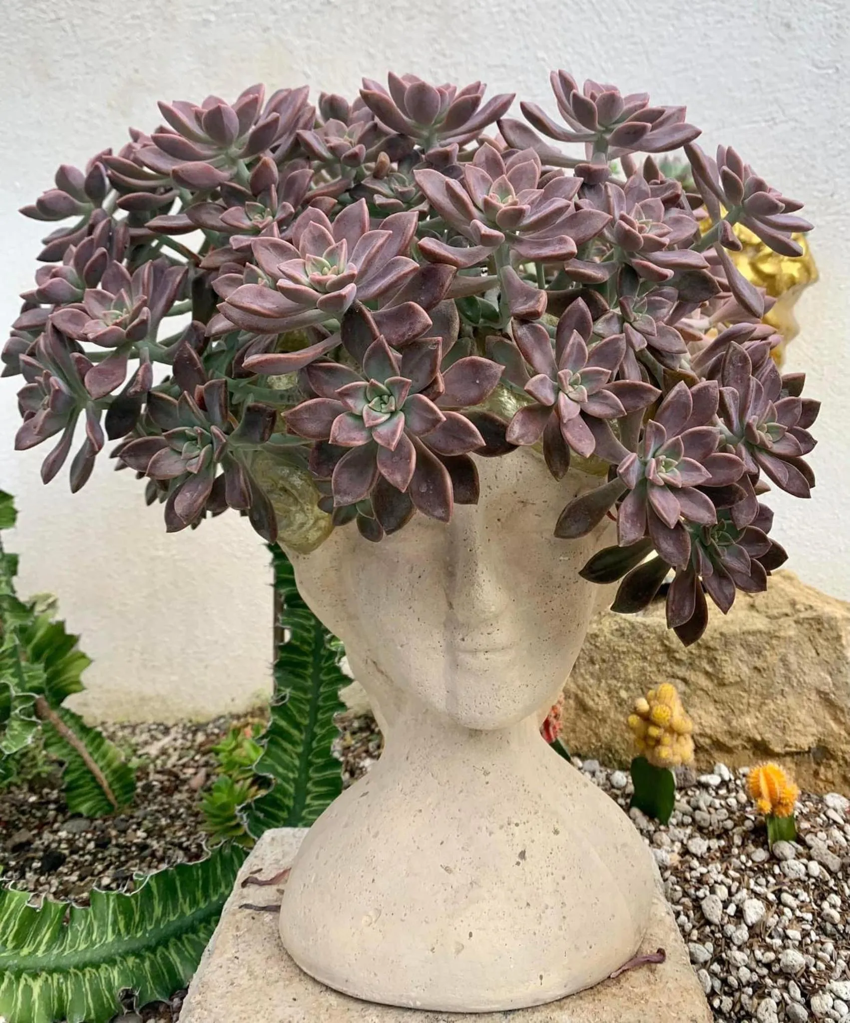 Garden in Sunshine Stay Panglao