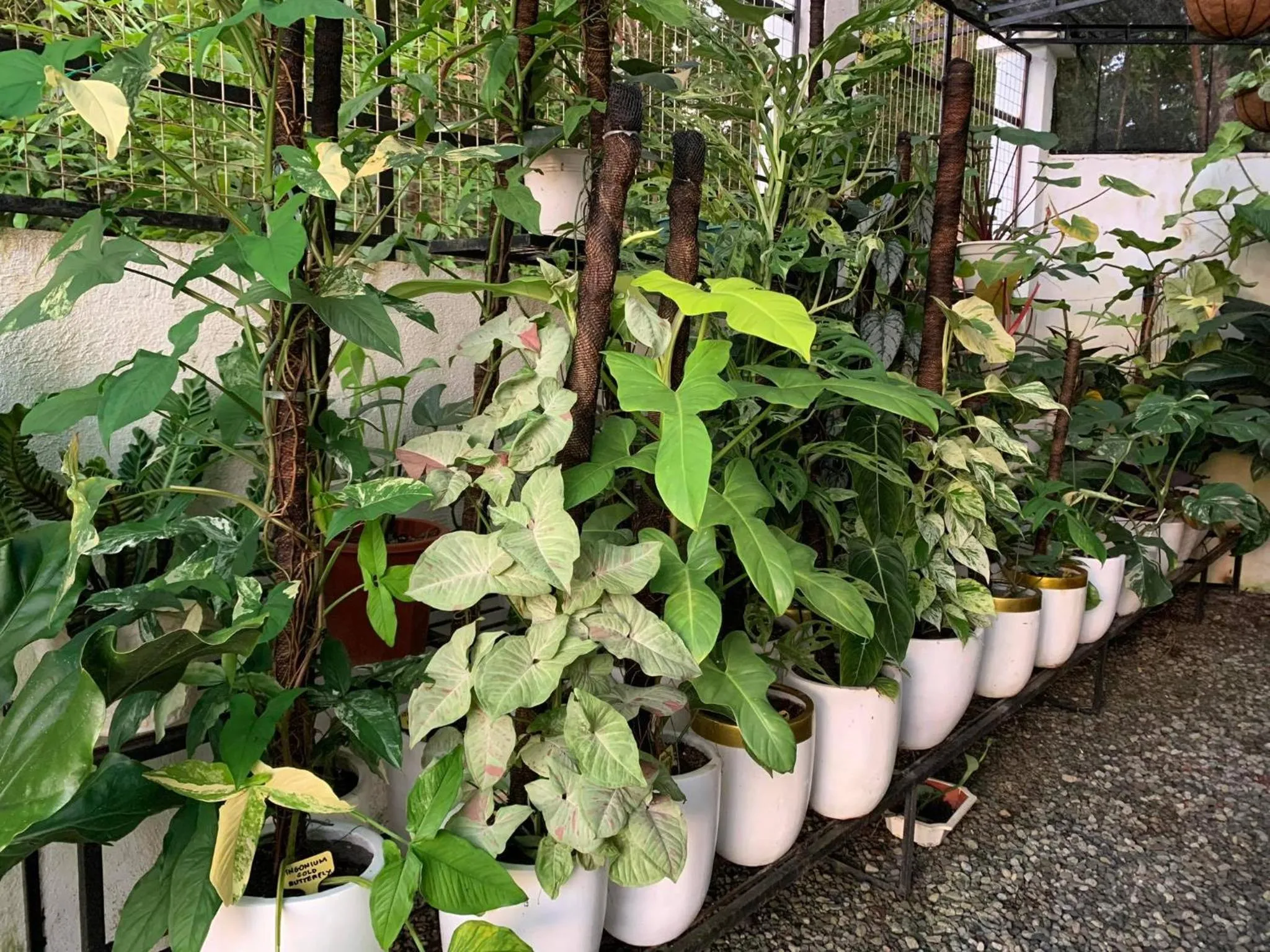 Garden in Sunshine Stay Panglao