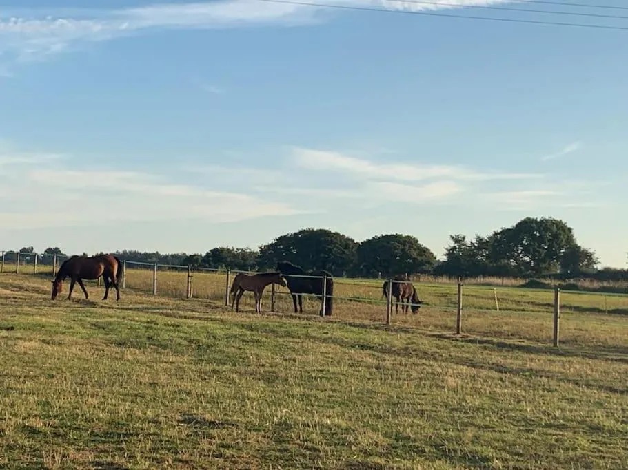 Animals in The Paddocks - Spacious annexe with rural outlook.