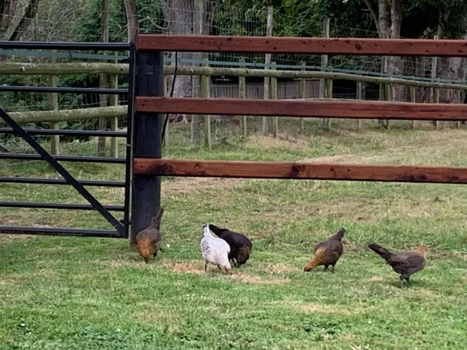 Animals in The Paddocks - Spacious annexe with rural outlook.