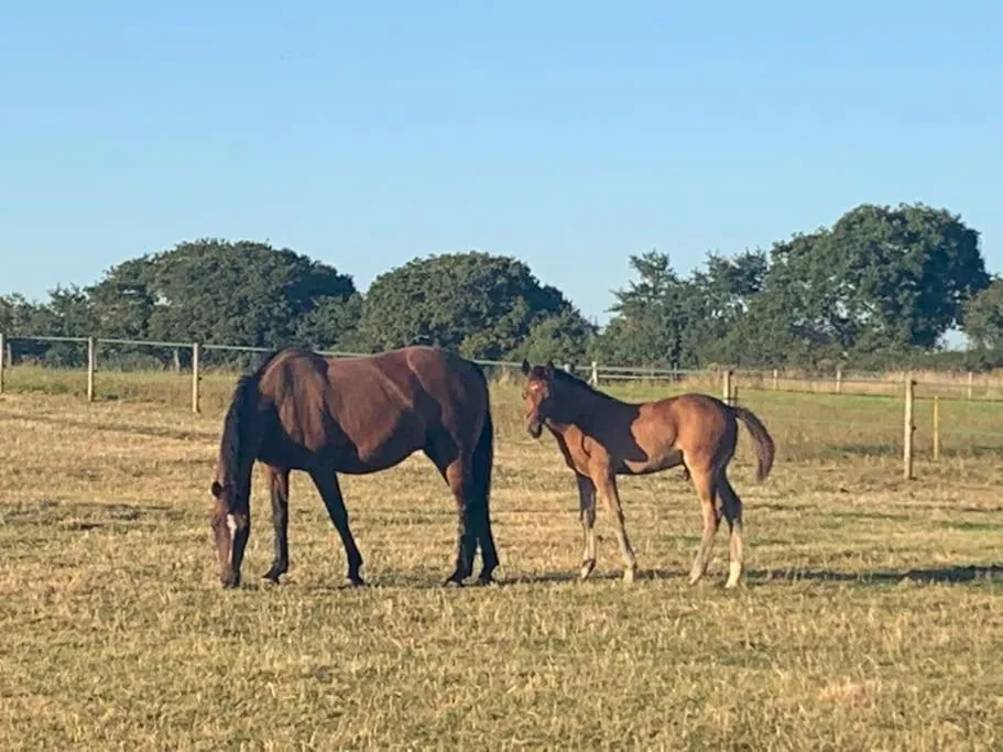 Animals in The Paddocks - Spacious annexe with rural outlook.