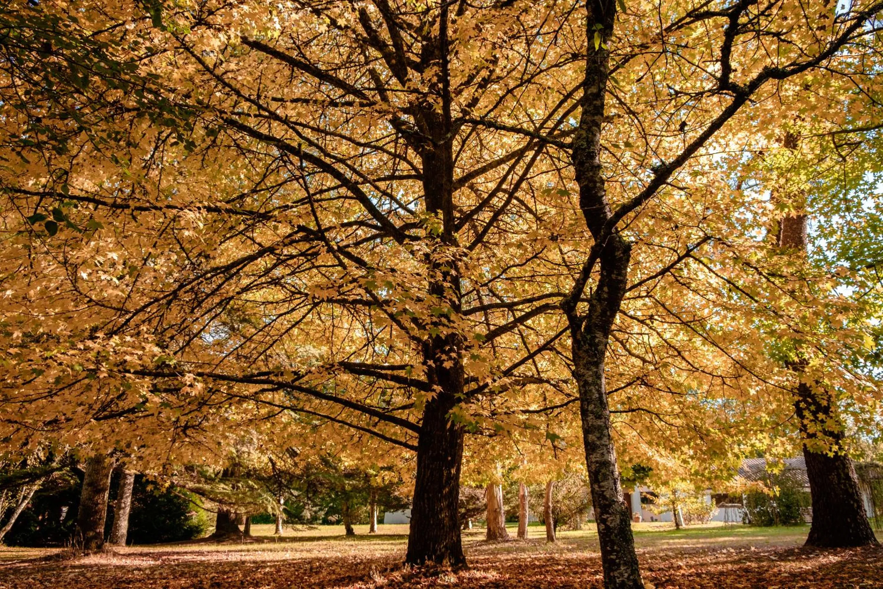 Garden in Parc de L'Aiguade