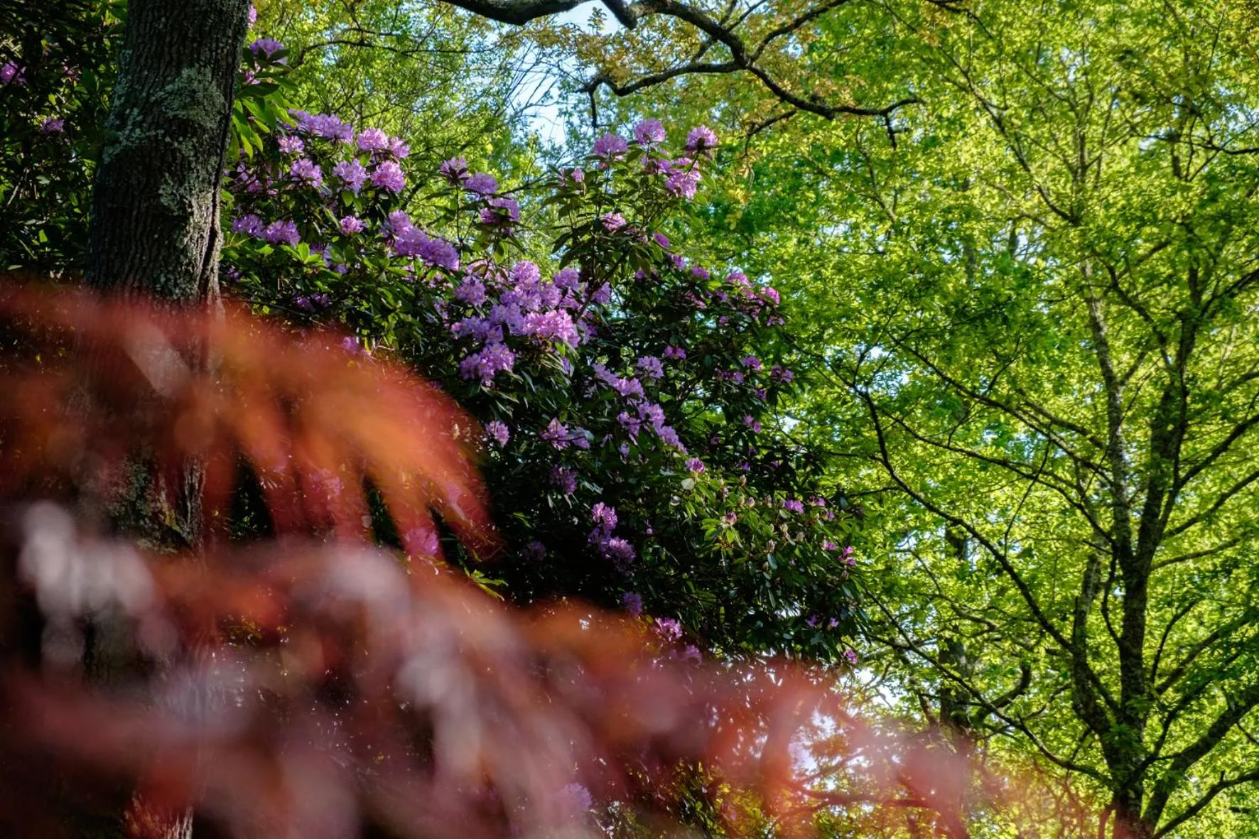 Garden in Parc de L'Aiguade