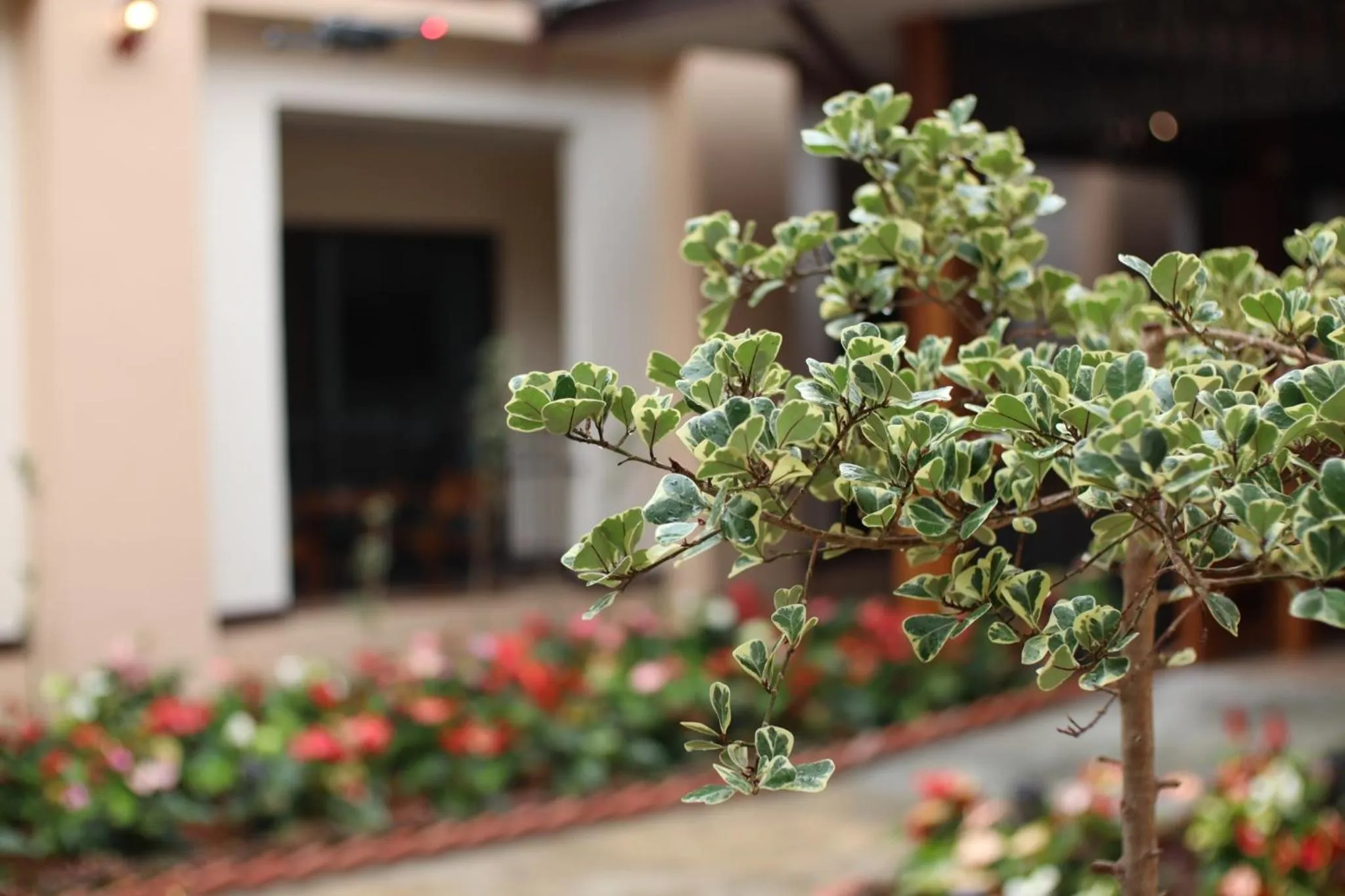 Garden in Peacock De Pai Hotel