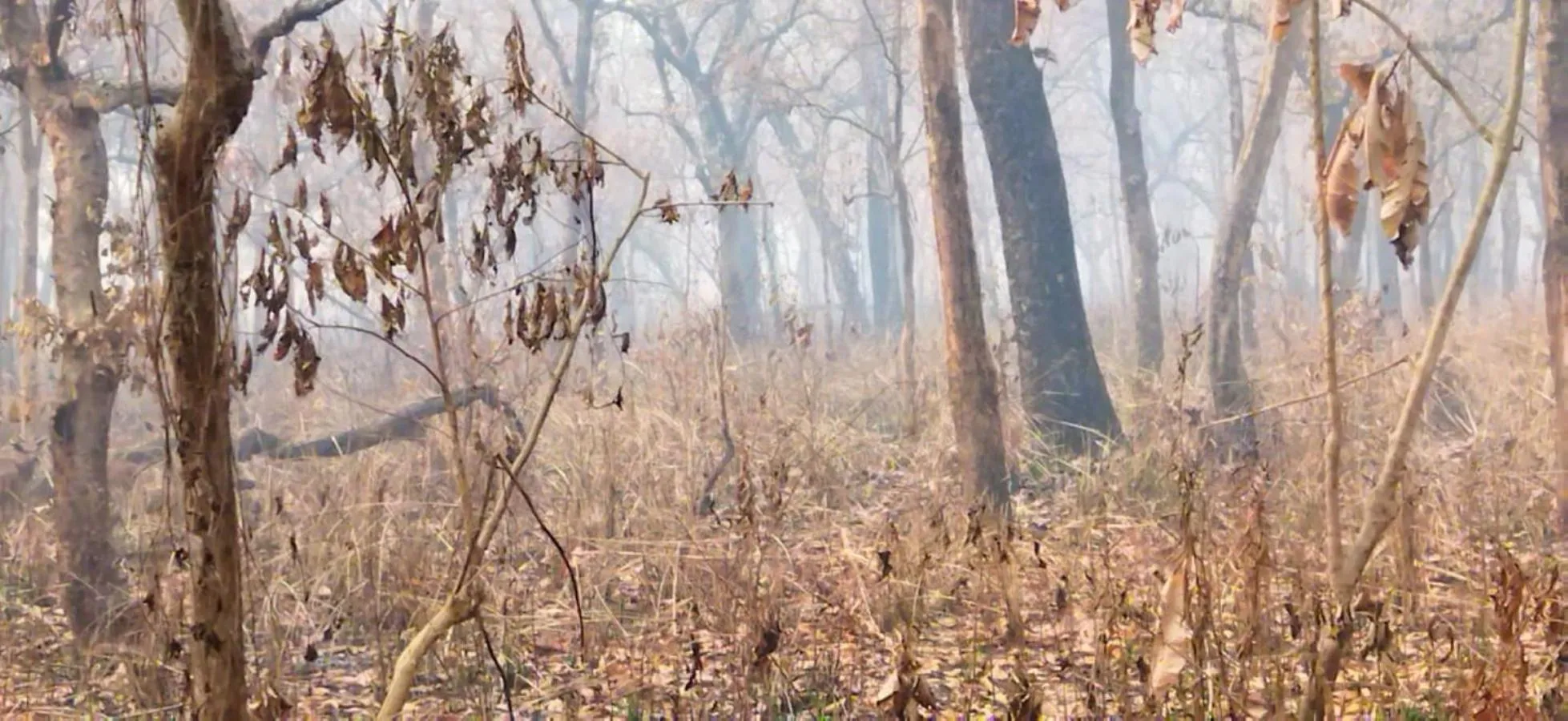 Natural landscape in Sauraha Holiday Home Riverside by managed Hotel Surya Adventure
