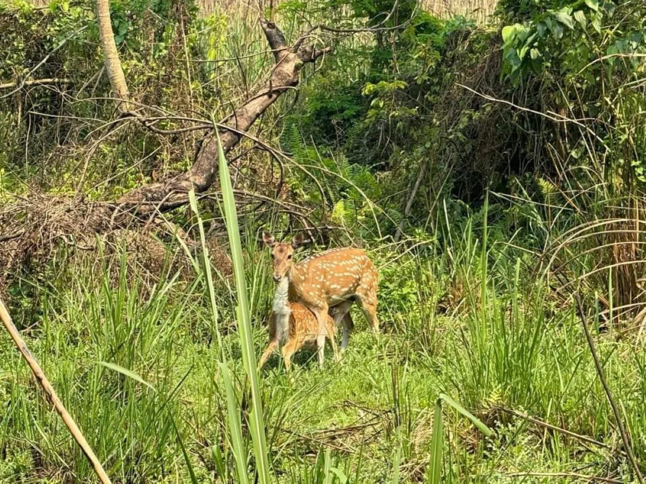 Natural landscape in Sauraha Holiday Home Riverside by managed Hotel Surya Adventure