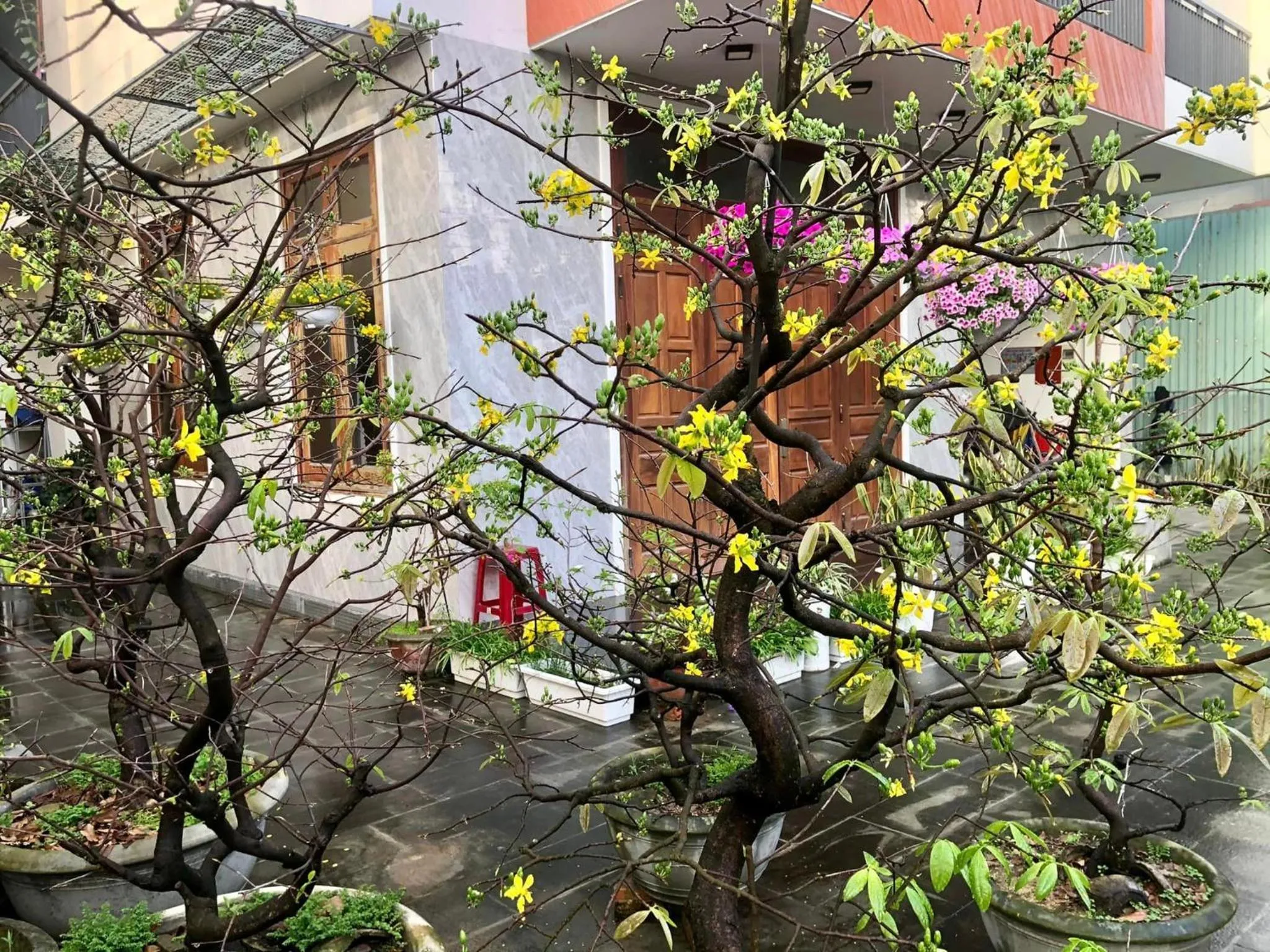 Spring in Homestay Phương House