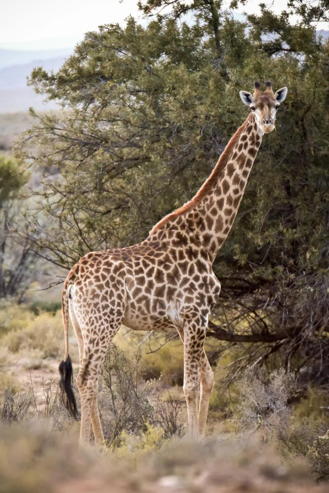 Day in Mont Eco Game Reserve