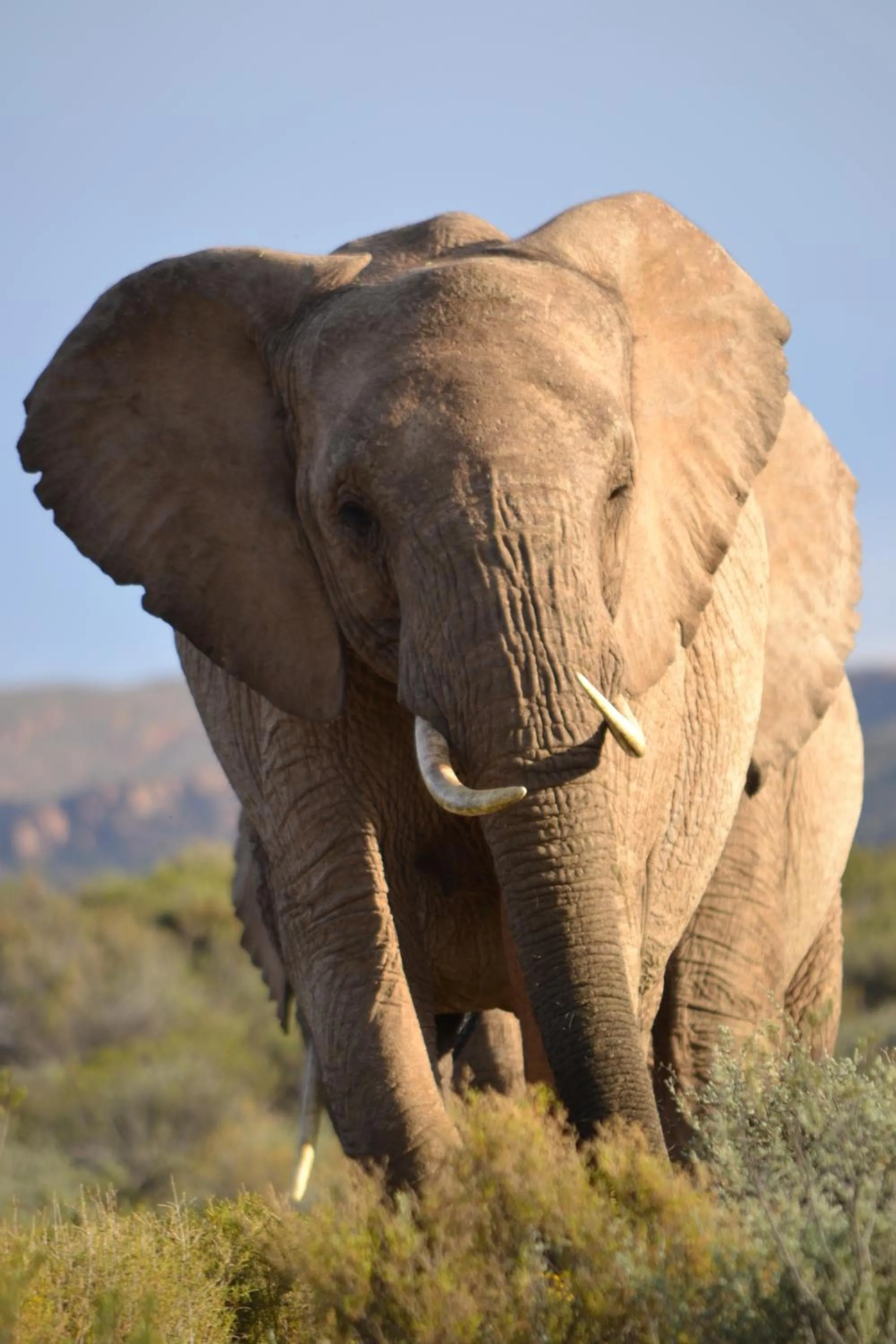 Animals in Mont Eco Game Reserve