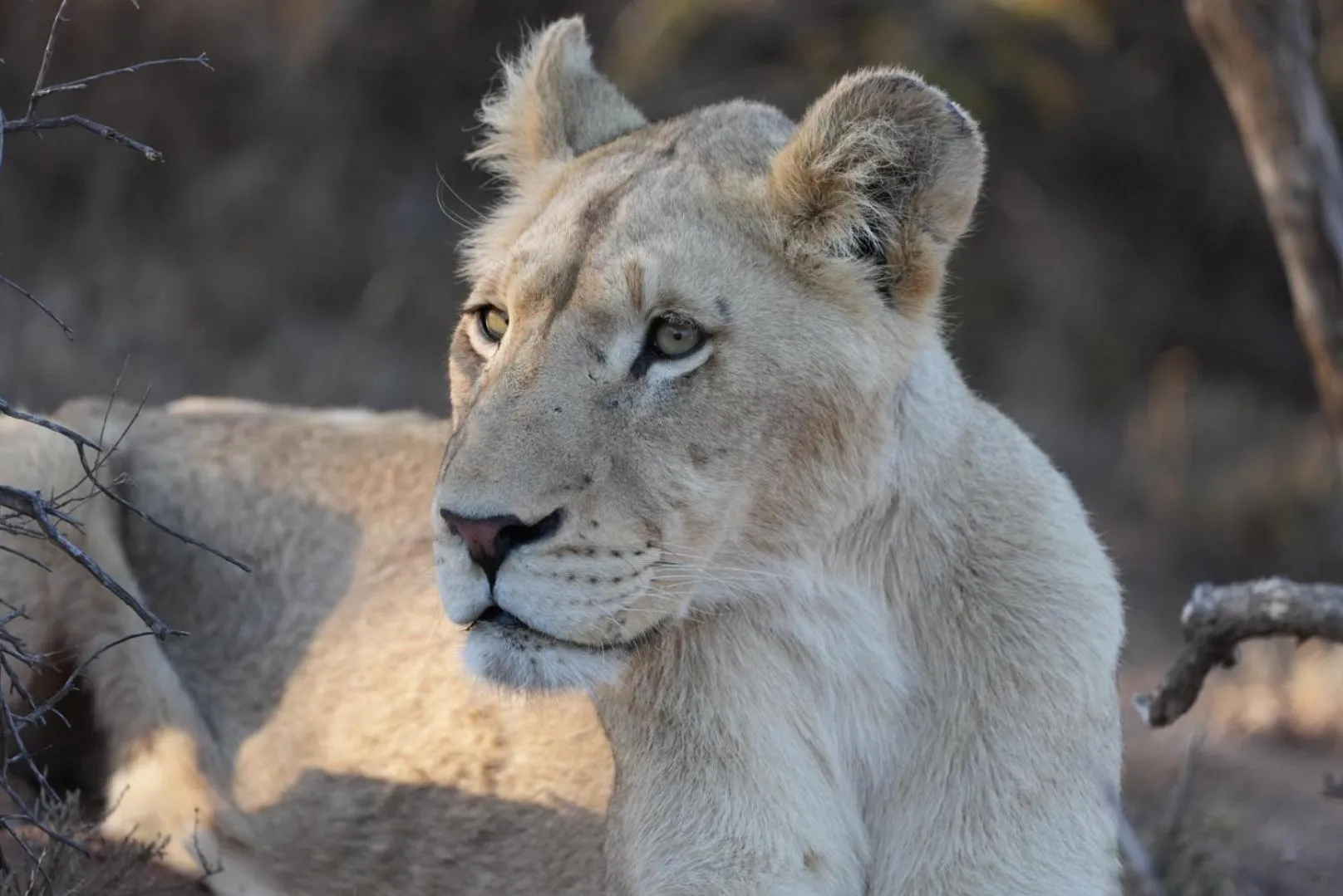 Animals in Mont Eco Game Reserve