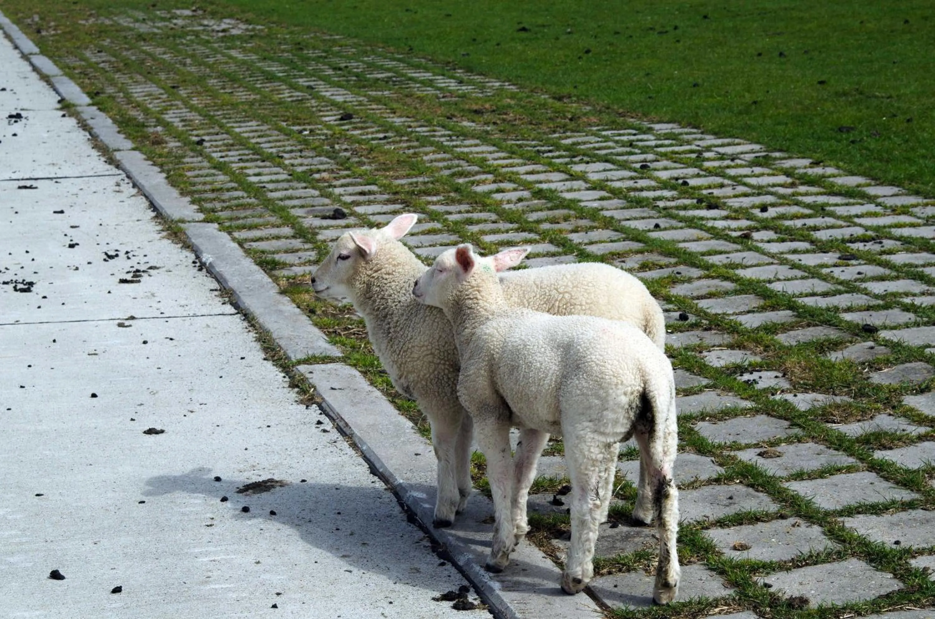 Ferienhaus Raue, FeWo Vermittlung Nordsee