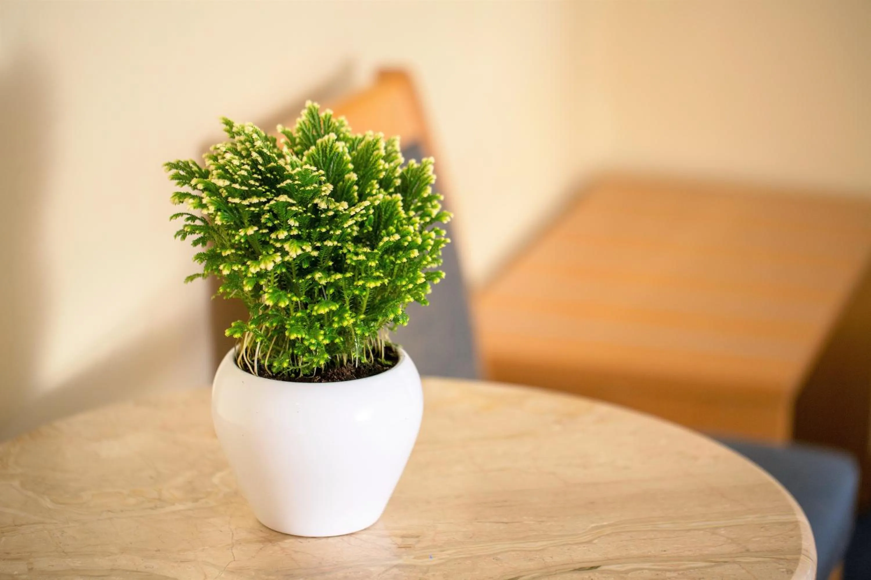 Other in Telioni Hotel