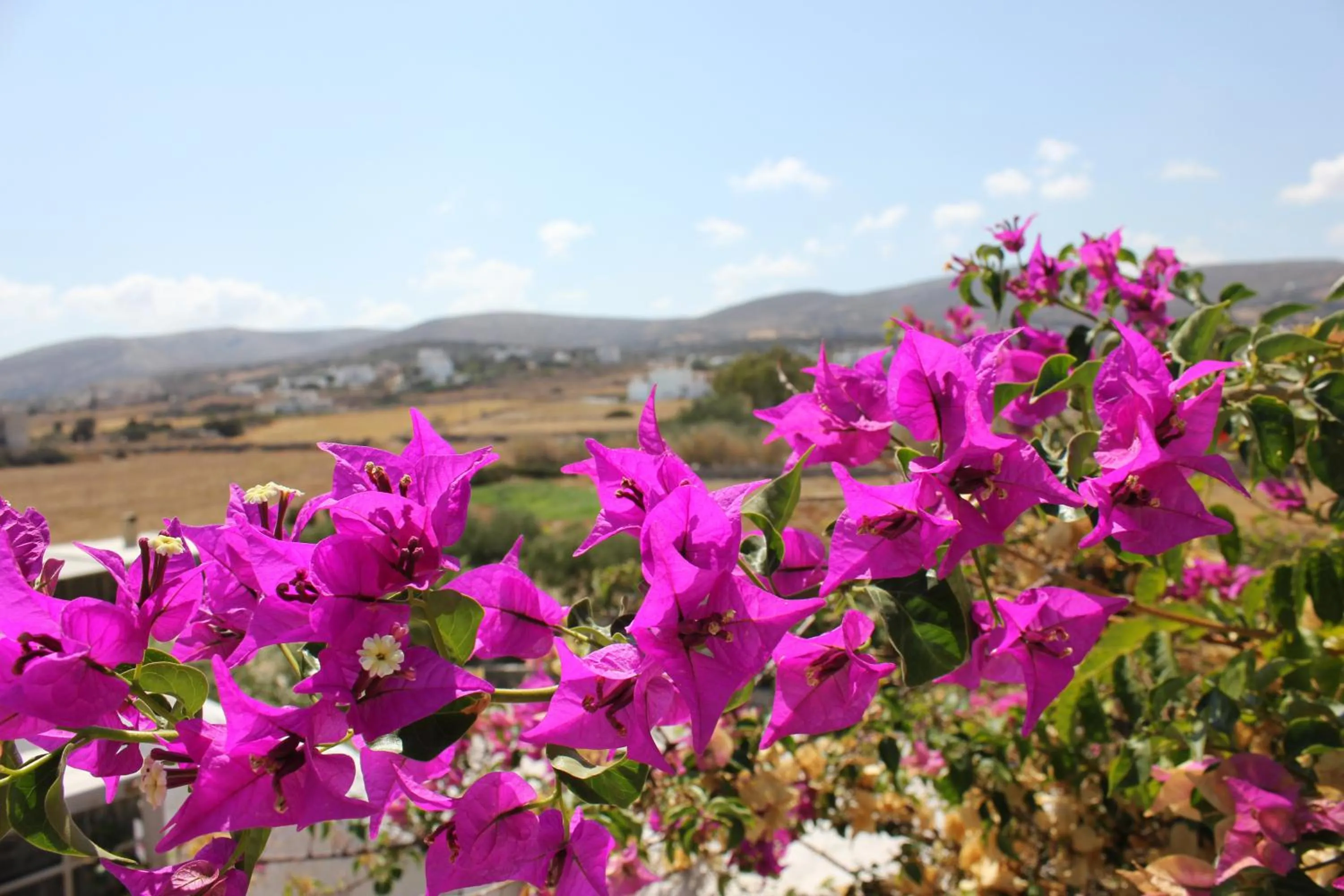 Other in Hotel Swiss Home