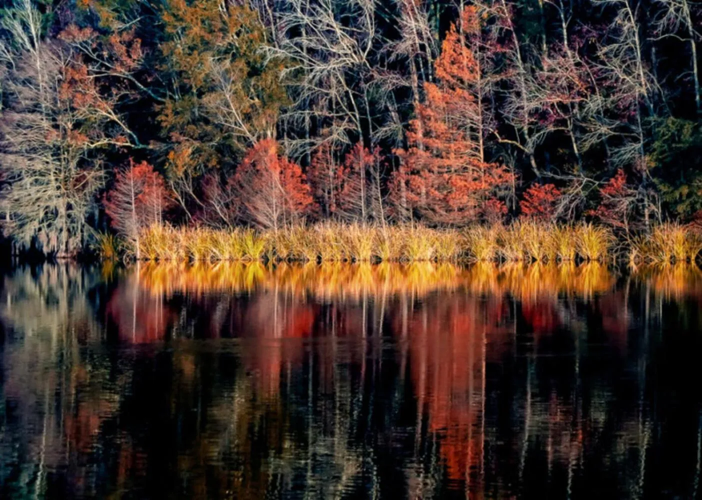 Natural landscape in Bells Marina & Fishing Resort - Santee Lake Marion by I95 - Family Adventure, Pets on Request!