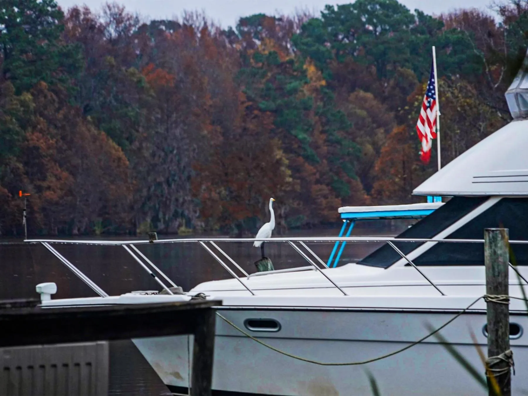 Natural landscape in Bells Marina & Fishing Resort - Santee Lake Marion by I95 - Family Adventure, Pets on Request!