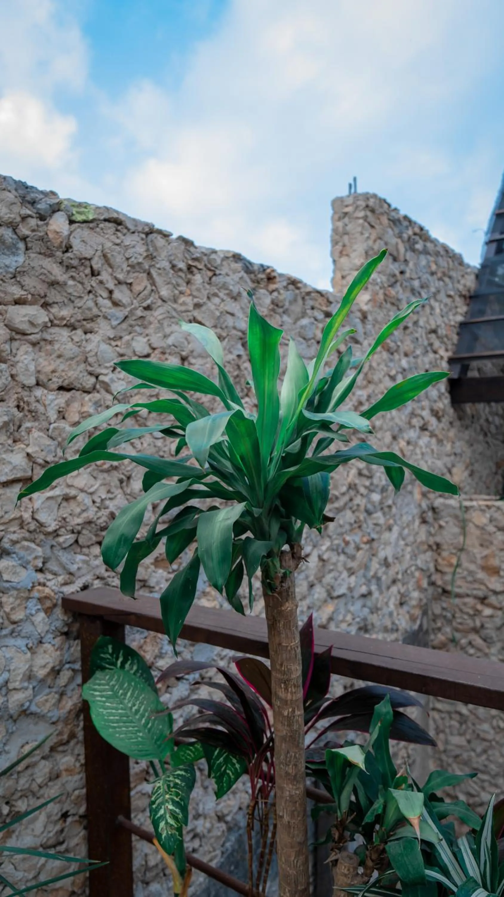 Garden view in Japoneza Retreat Mérida - Adults Only by Cercana