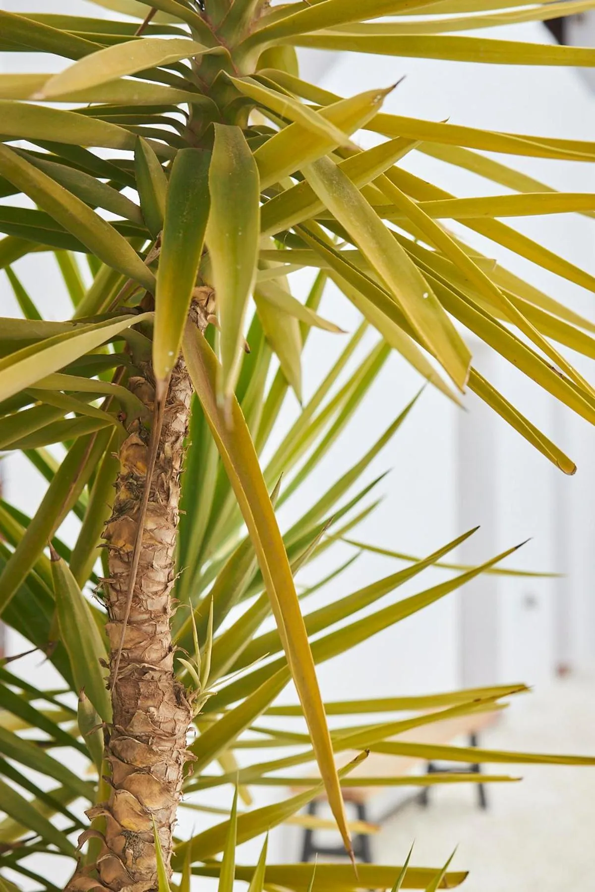 Garden in Finca las Calmas boutique hotel & retreats