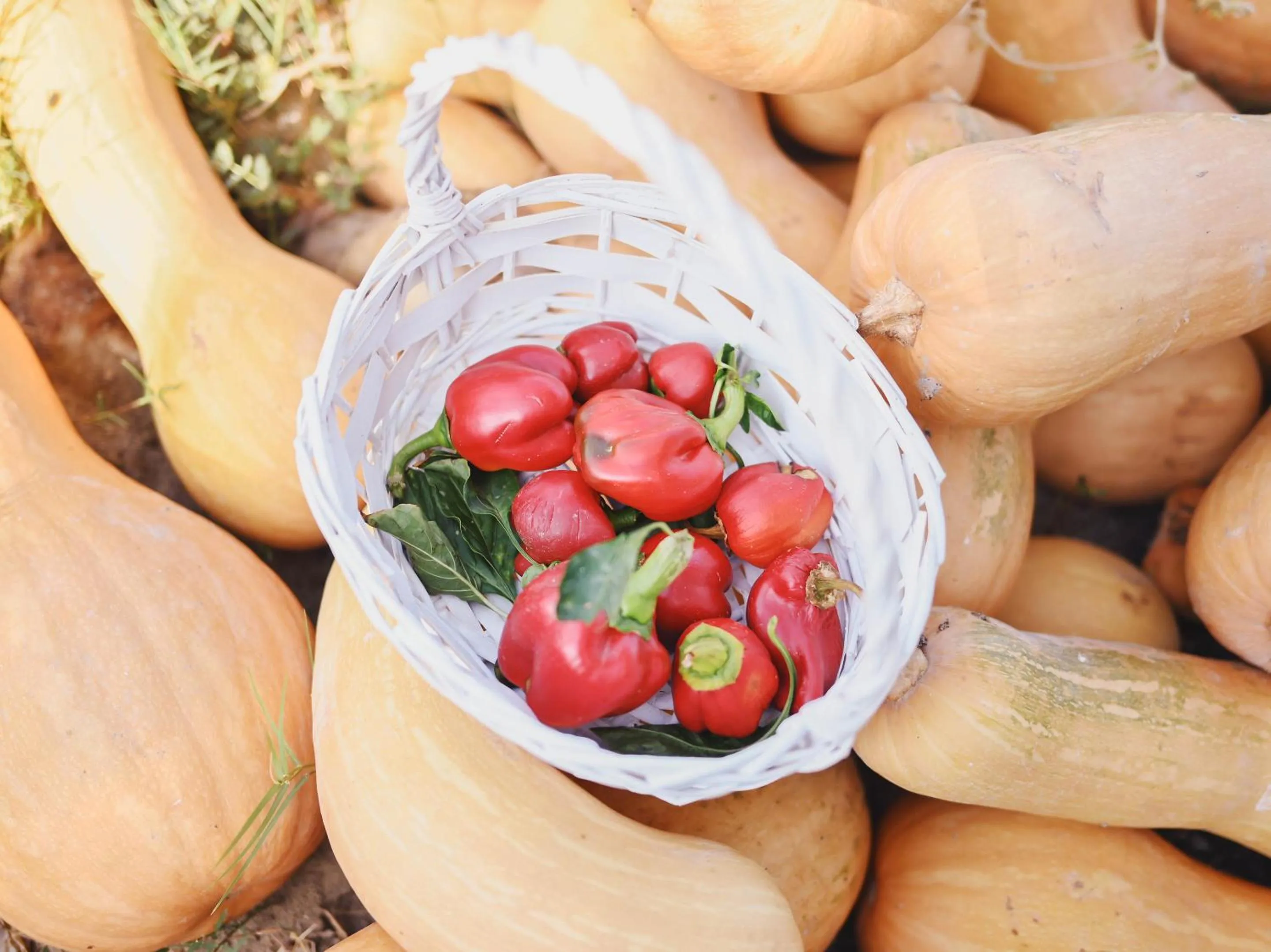 Garden in Grecotel Creta Palace