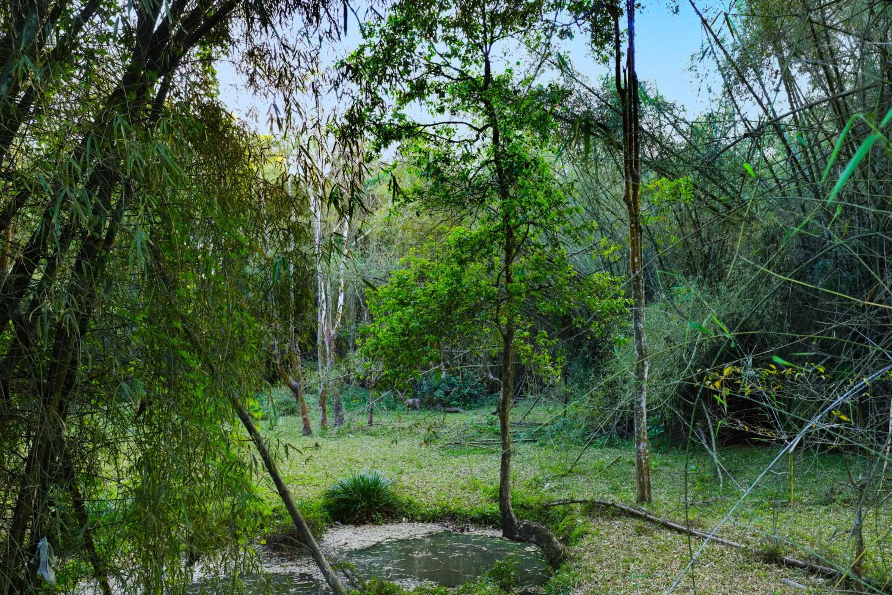 Natural landscape in Keys Prima By Lemon Tree Hotels, Thekkady