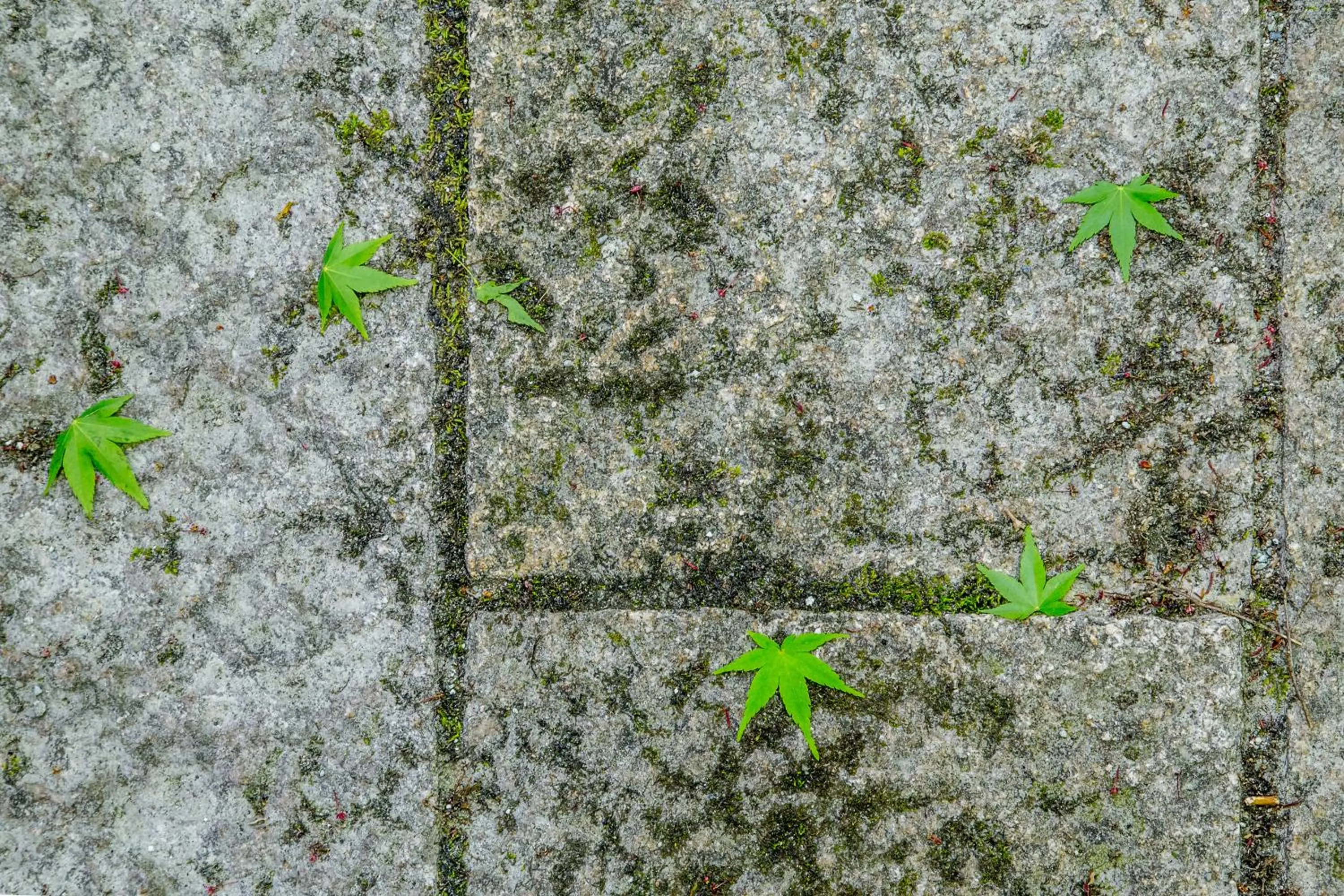 Summer in Satoyama Hotel Kanenone Tamba