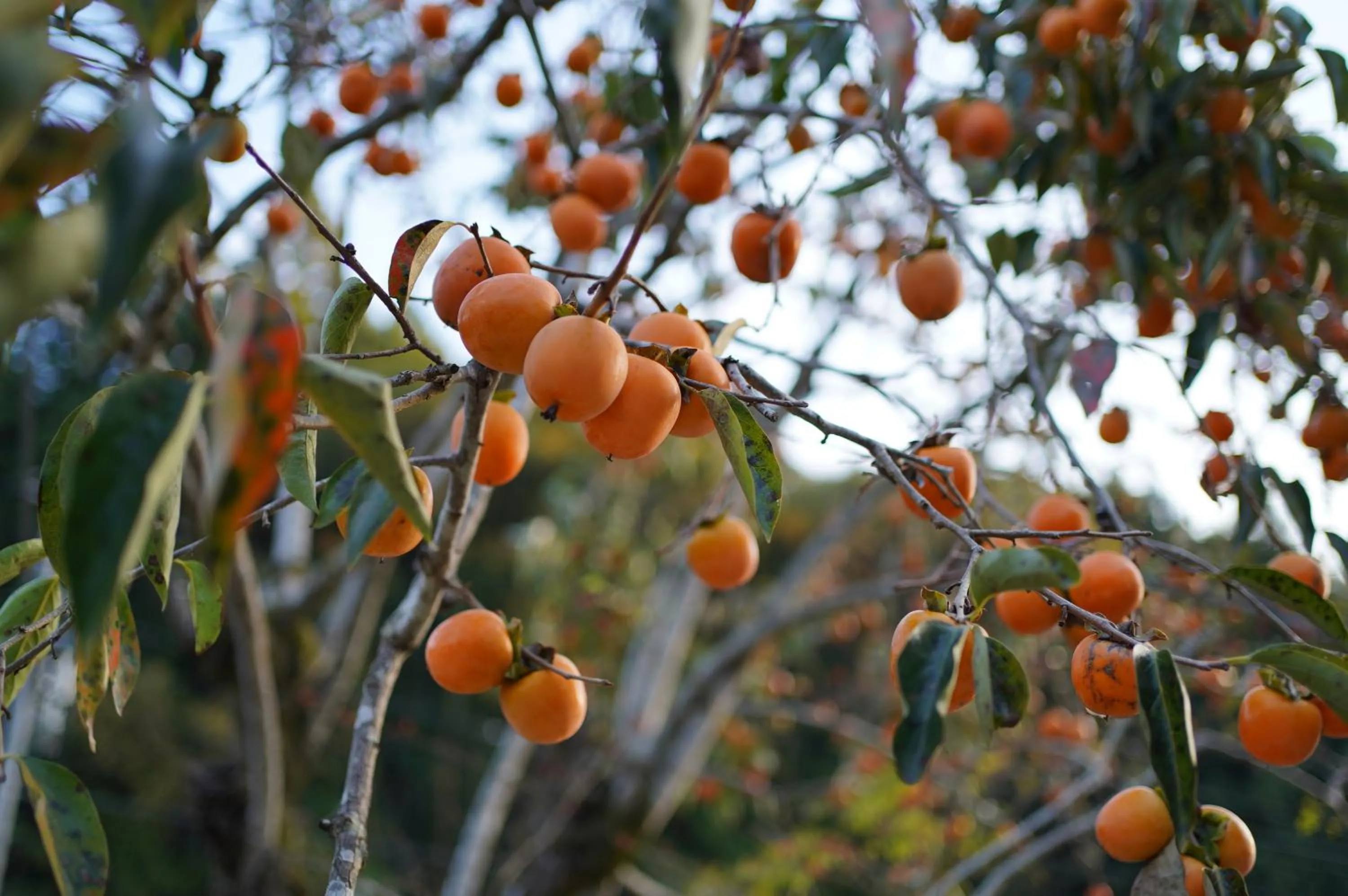On site in Satoyama Hotel Kanenone Tamba