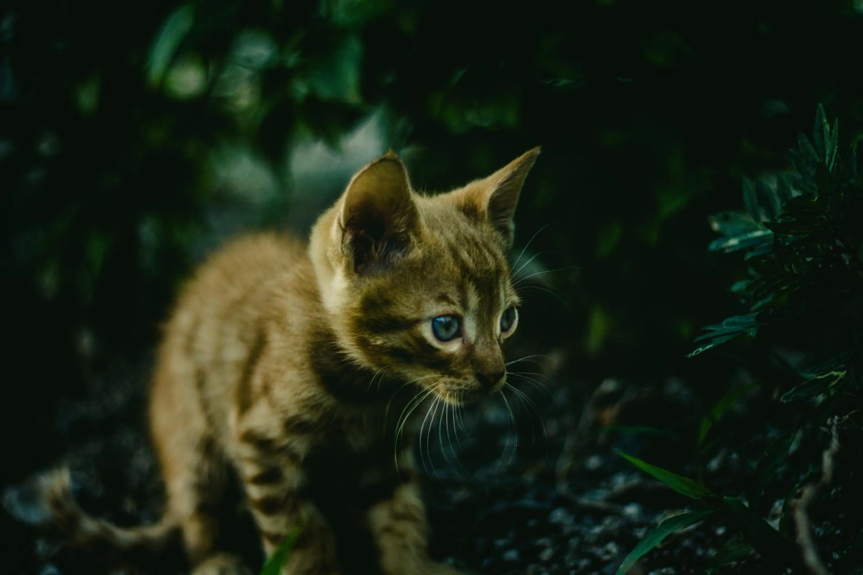 Pets in Maria's Place - Adults Only