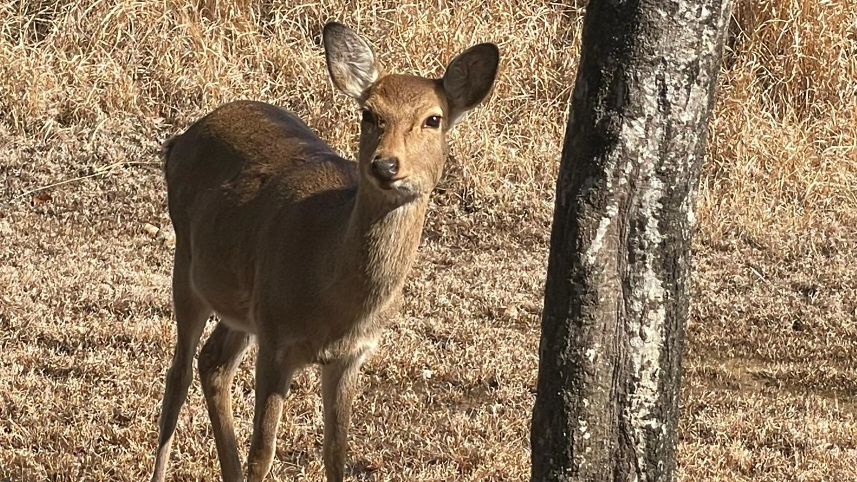 Animals in Hotel Nepal Inn Sauraha