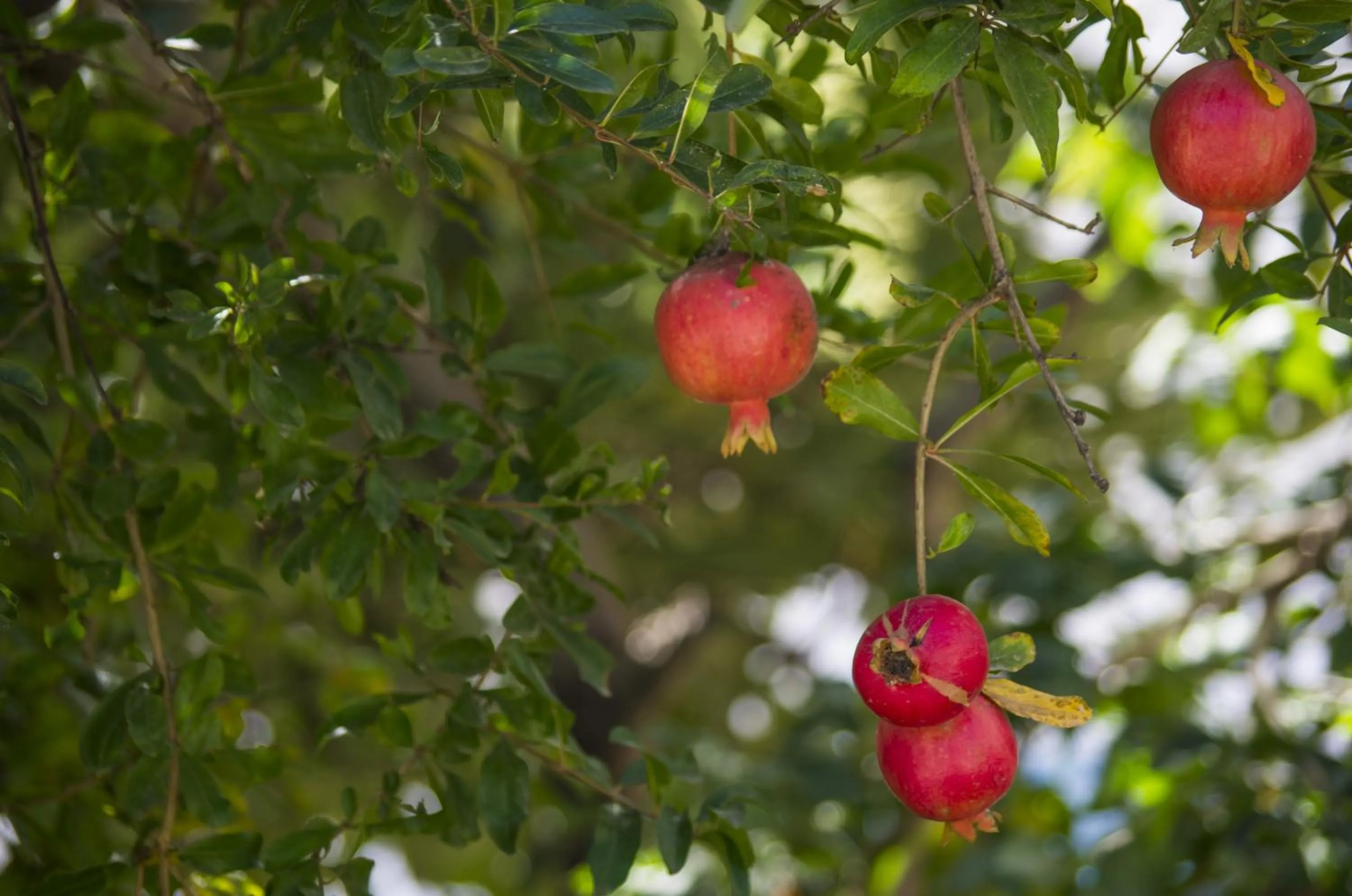 Garden in Paradise Resort