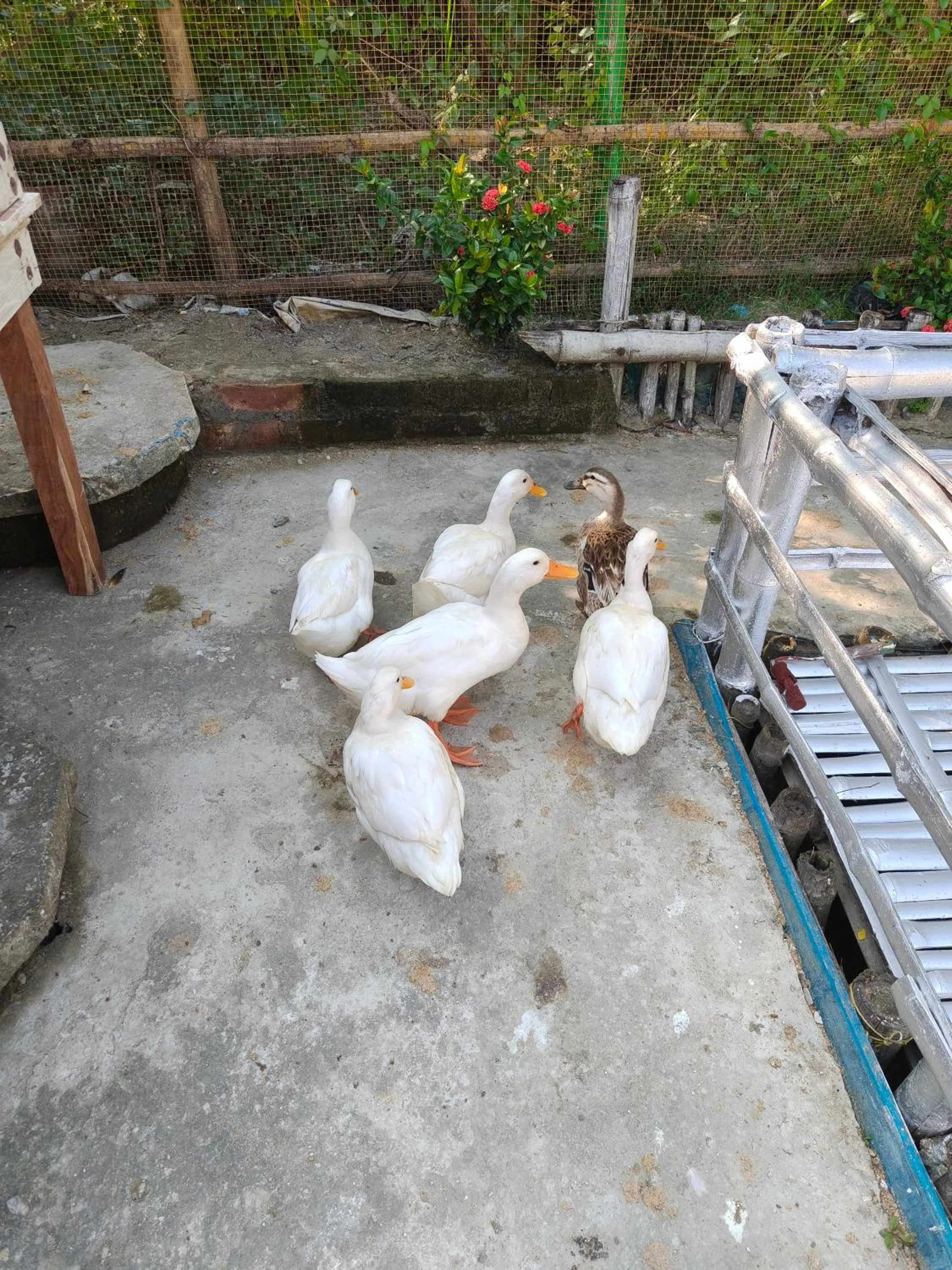 Day in Tapama Resort Bakkhali