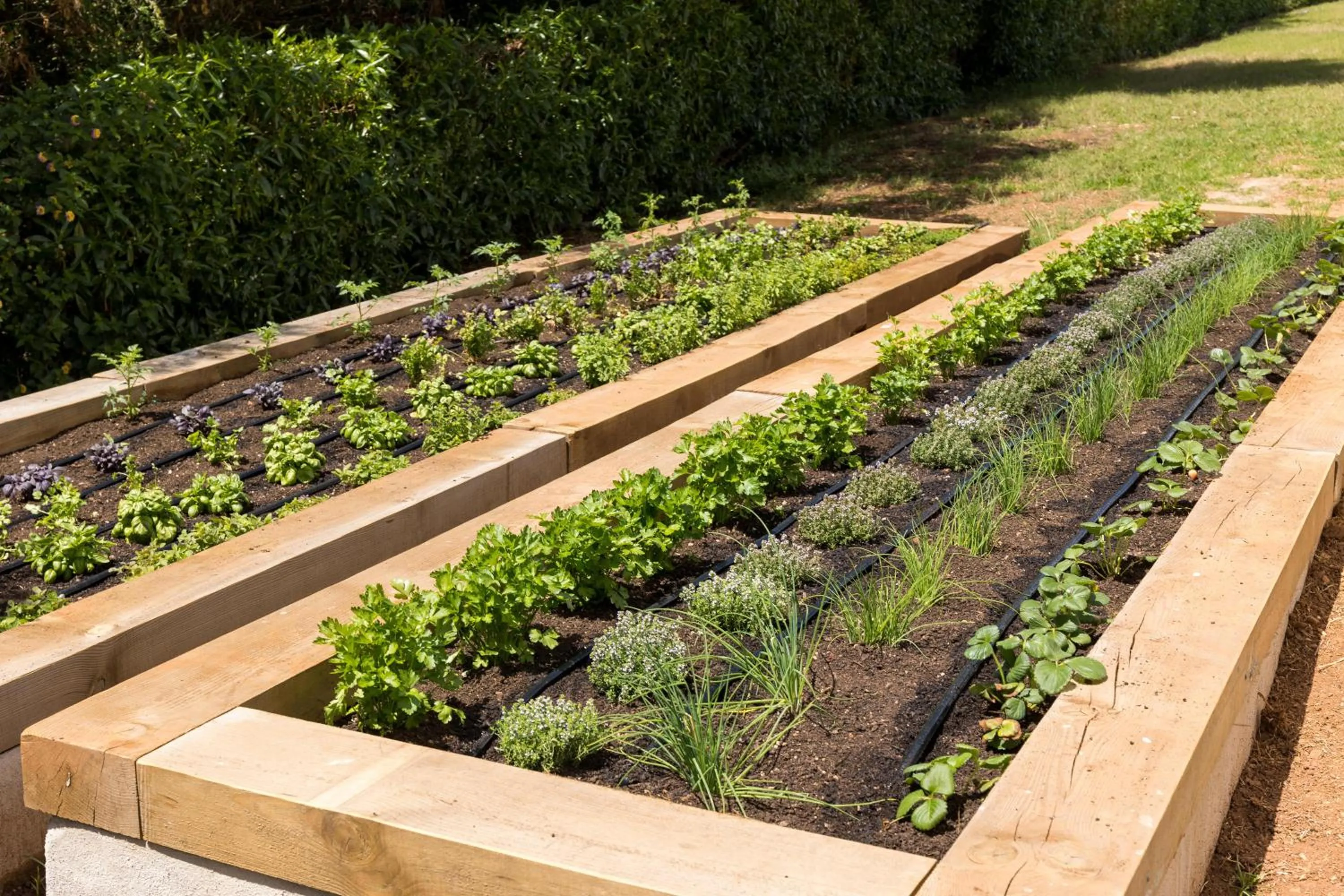 Garden in MarSenses Paradise Club